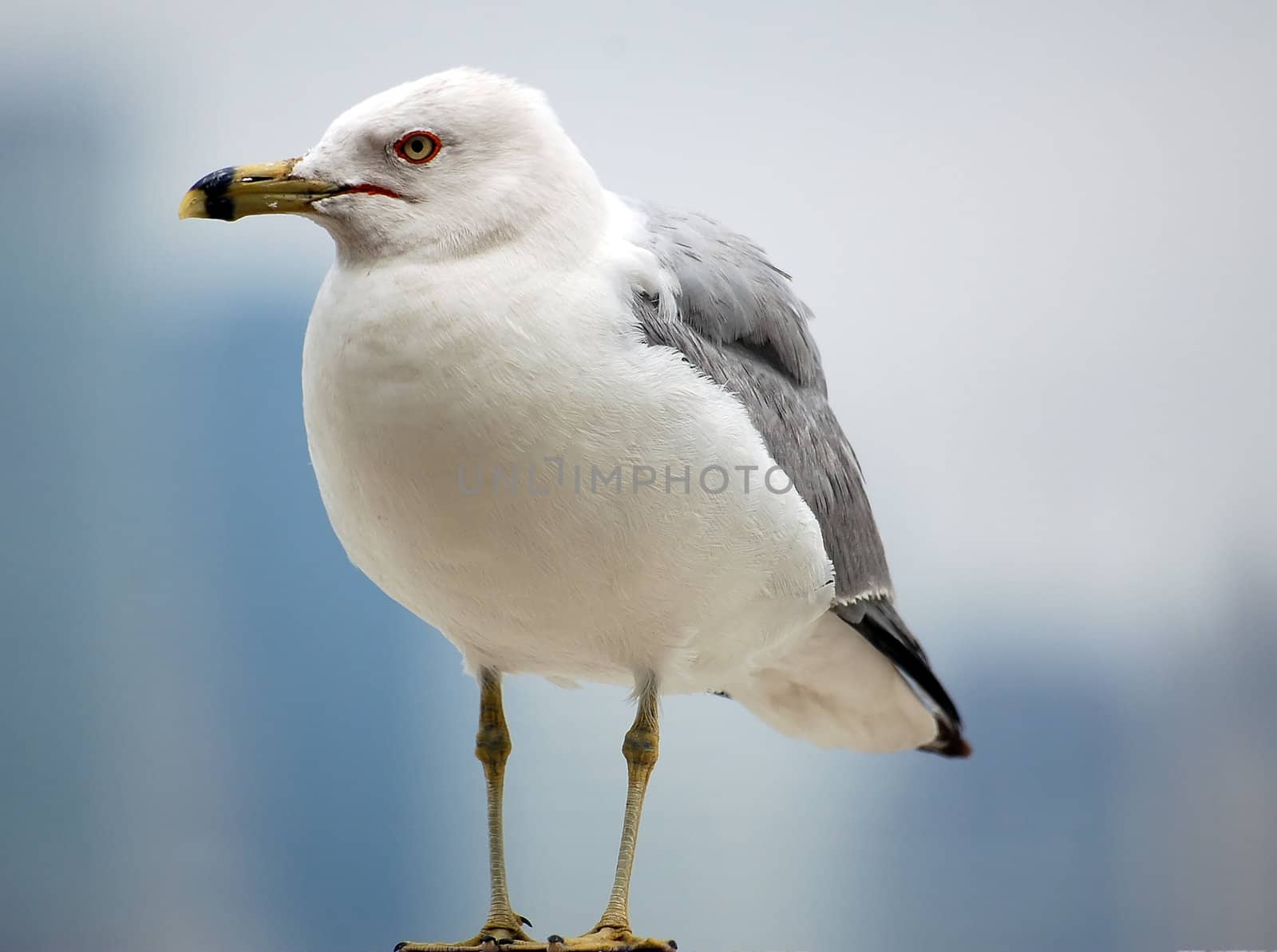A close-up picture of a seagull standing