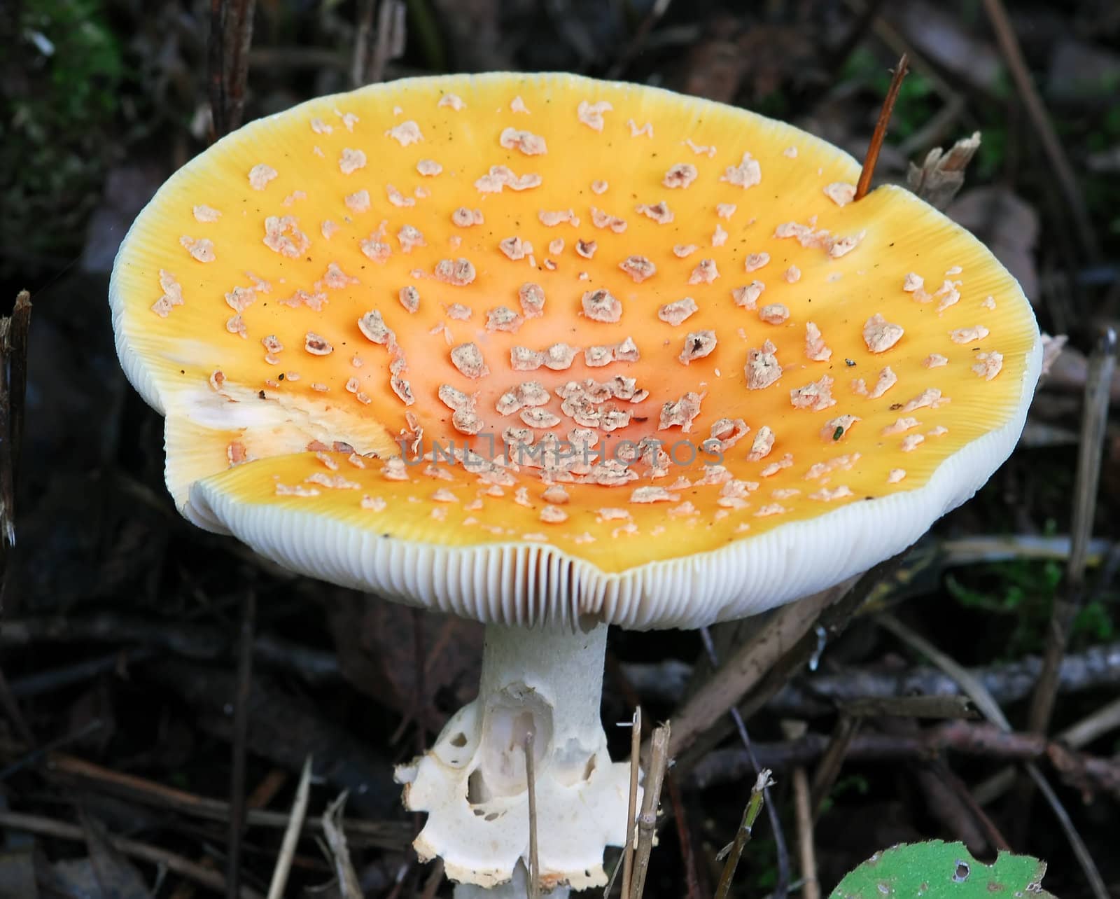 A close-up picture of a wild orange mushroom