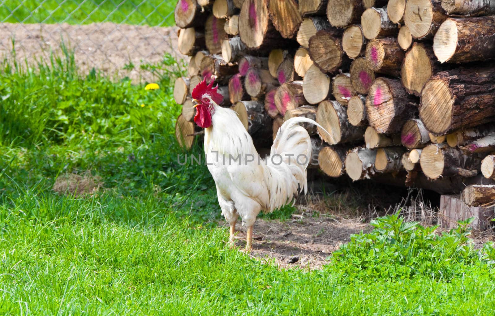 This image shows a white cock