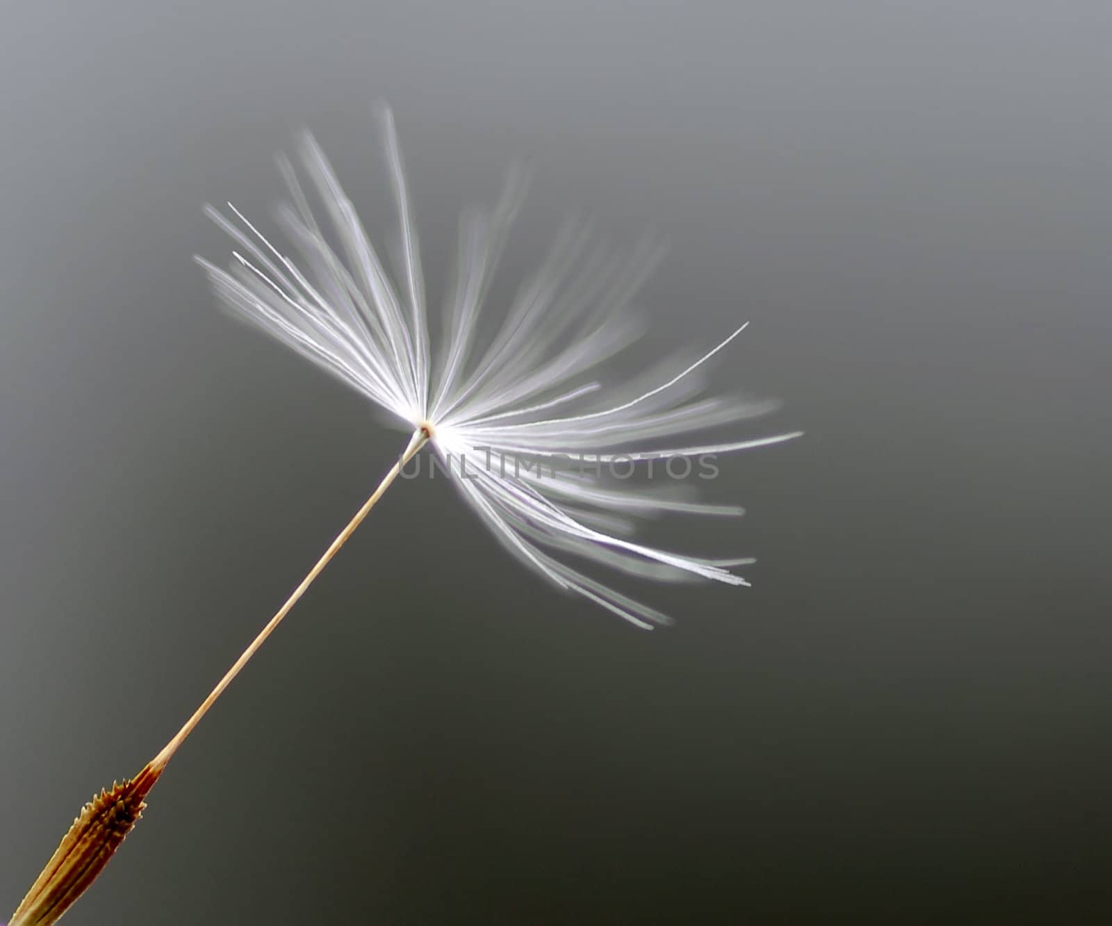 Extreme closeup of a single dandelions seed