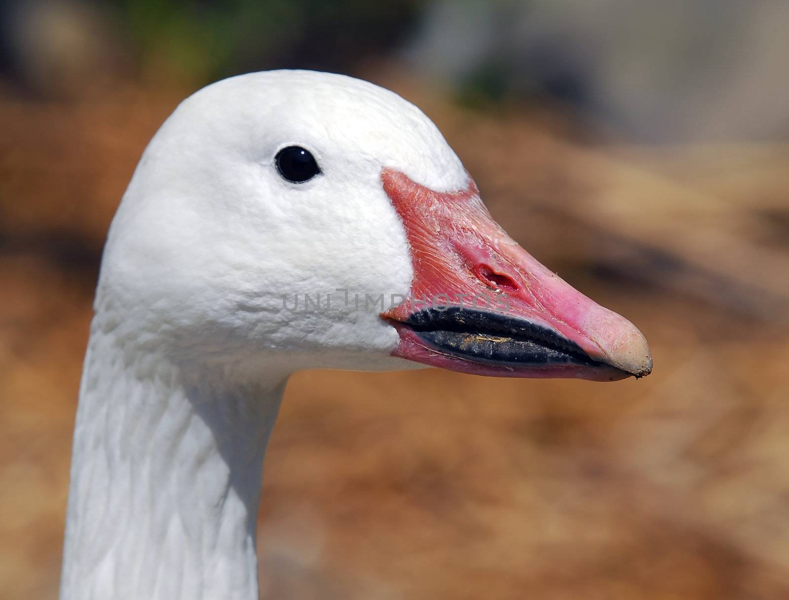 Portrait of a white goose with afunny beak