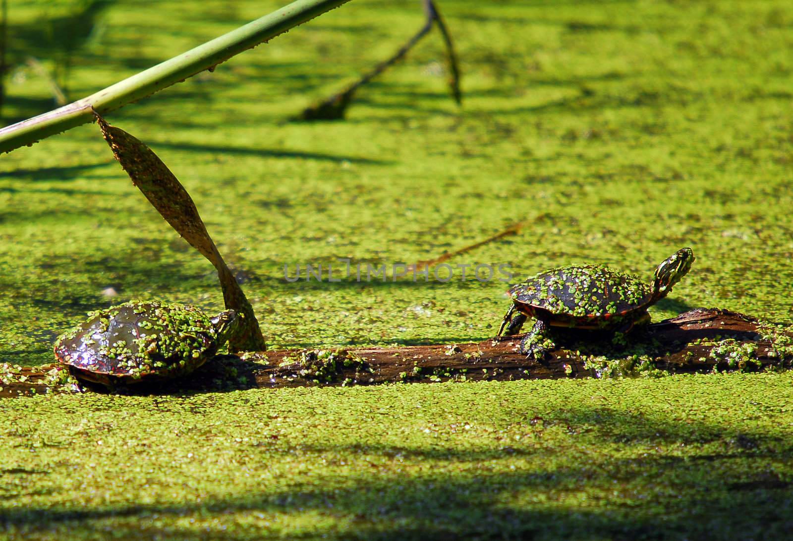 Turtles taking a sunbath on a log