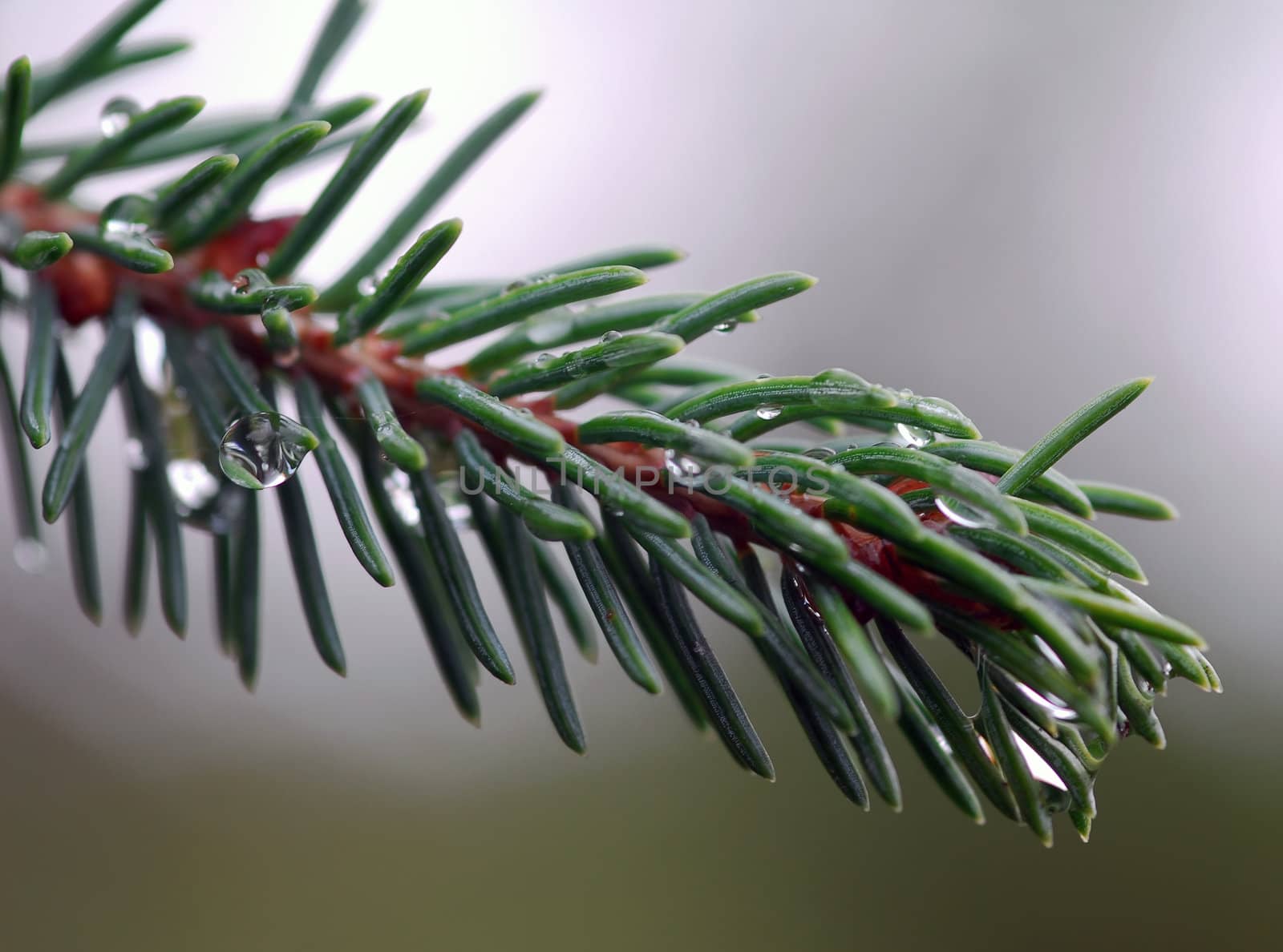 A macro of an evergreen branch with water dropplets on it