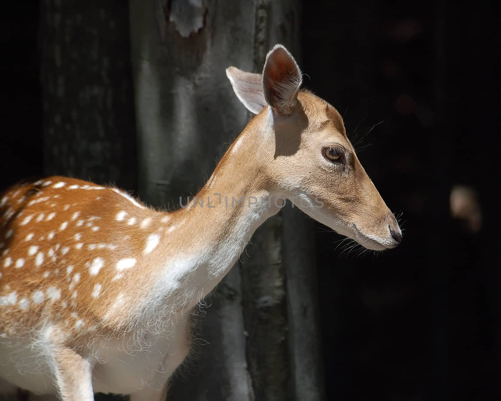 Picture of a young female deer