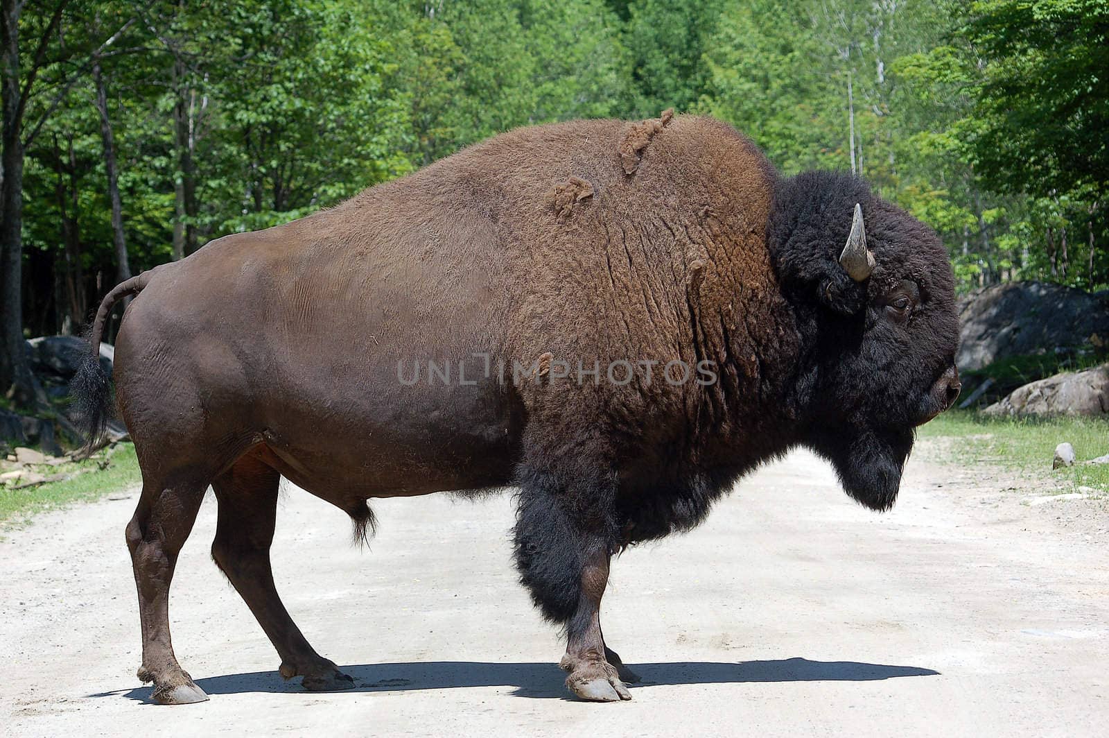 Picture of a mature Bison standing on a road