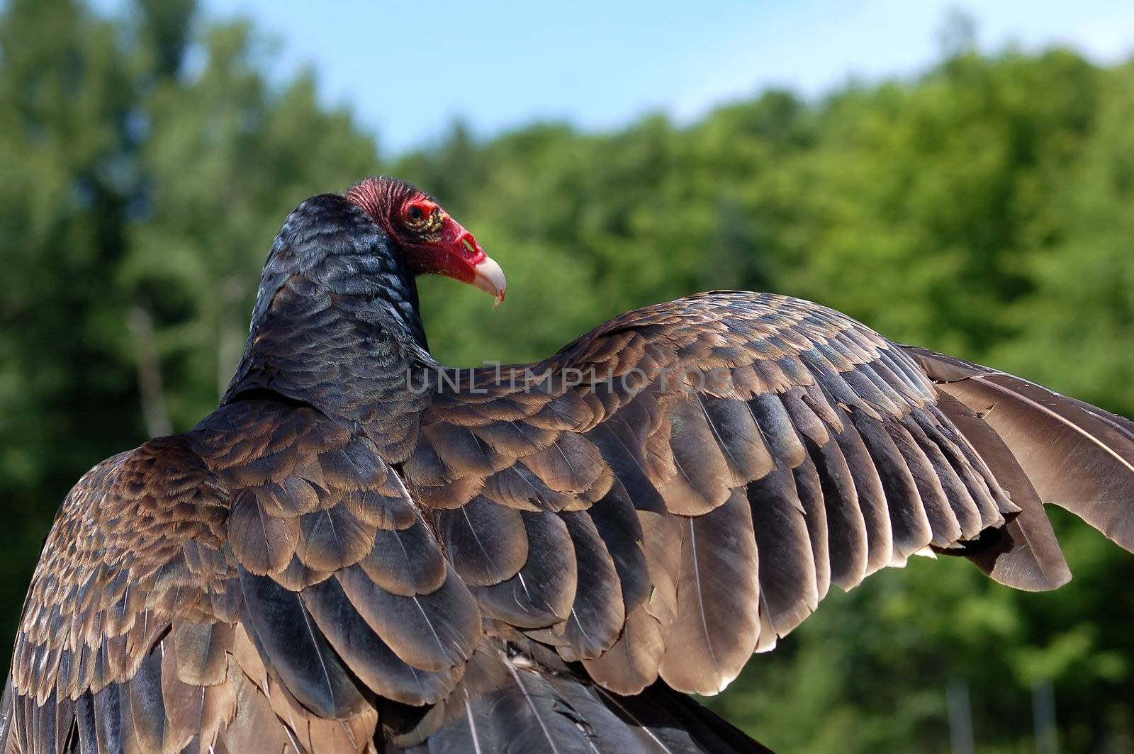 Close-up picture of a Turkey Vulture with it's wing opened