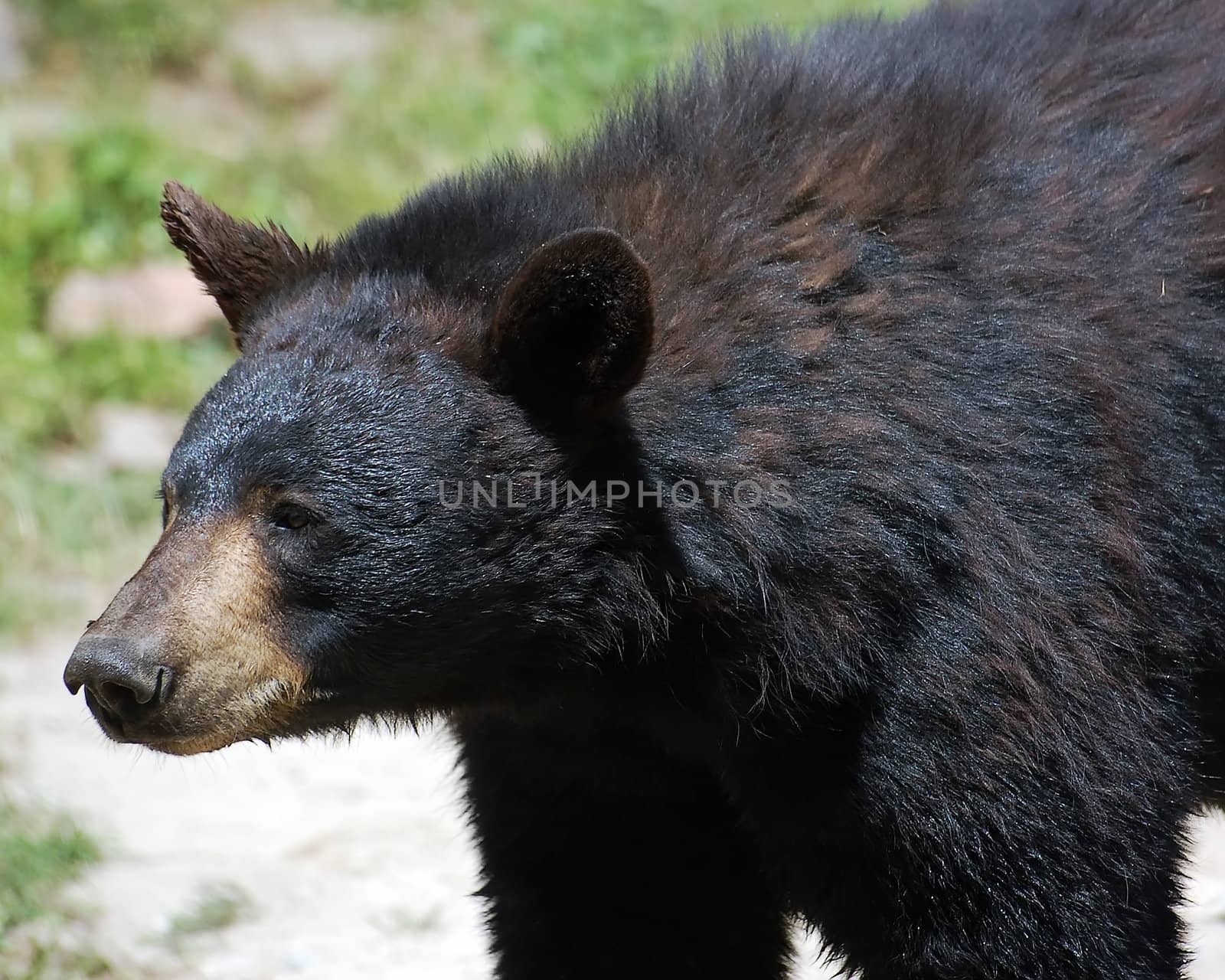 Close-up picture of a wild American Black Bear