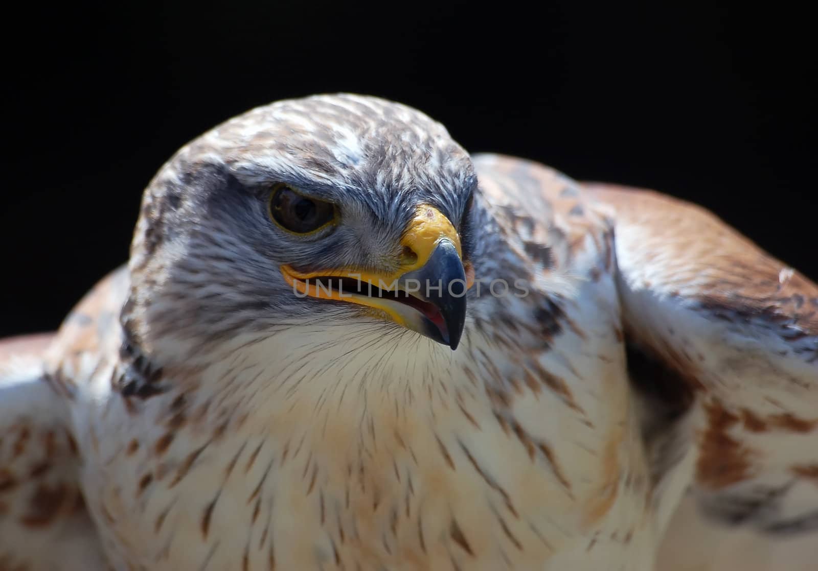 Close-up portrait of a Hawk with a black backgroung