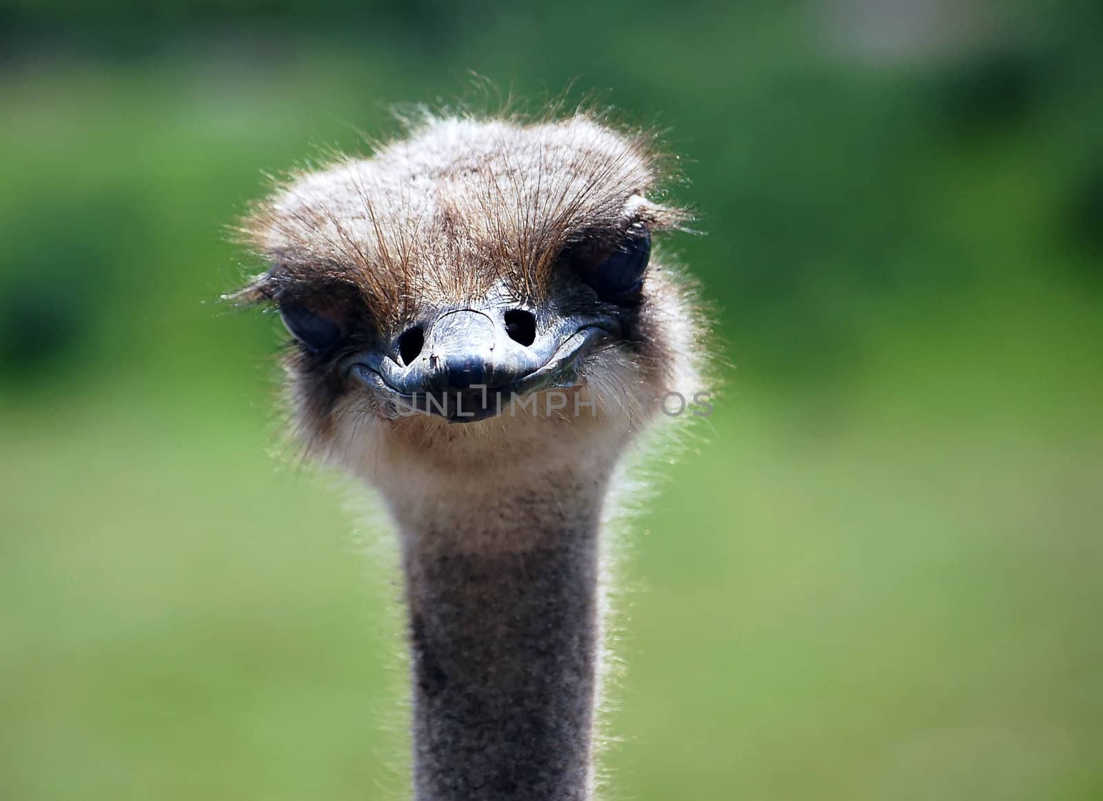 Close-up portrait of an Ostrich staring at the camera