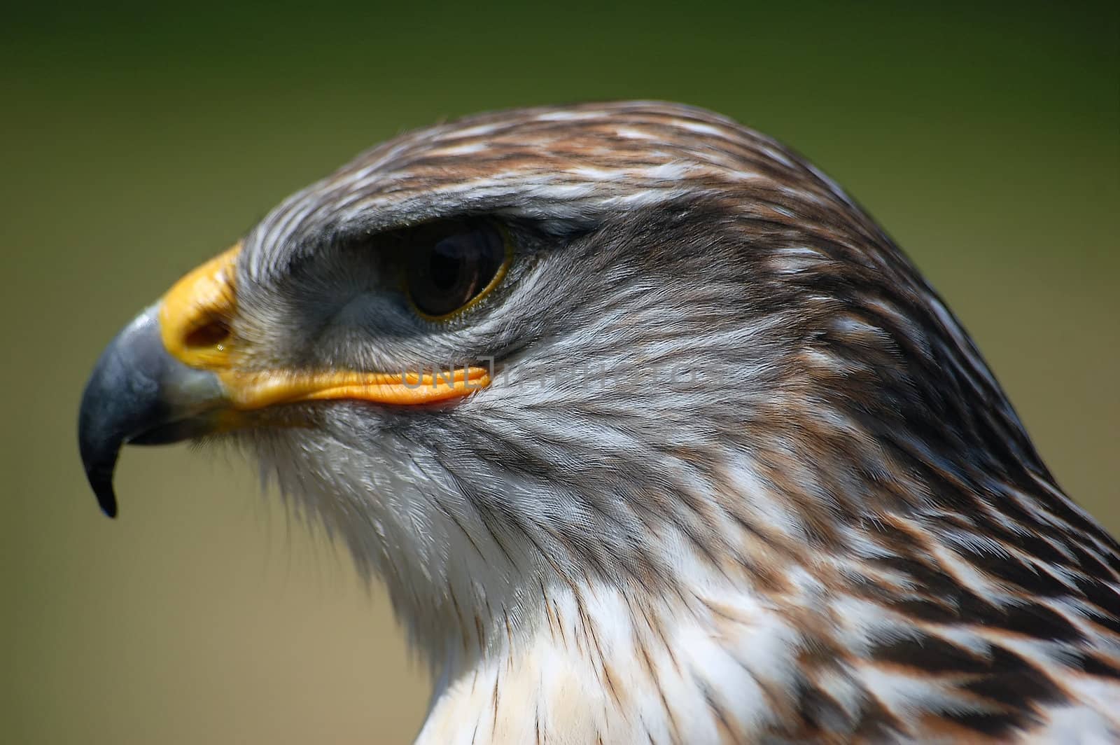 Close-up portrait of a Hawk with a green backgroung