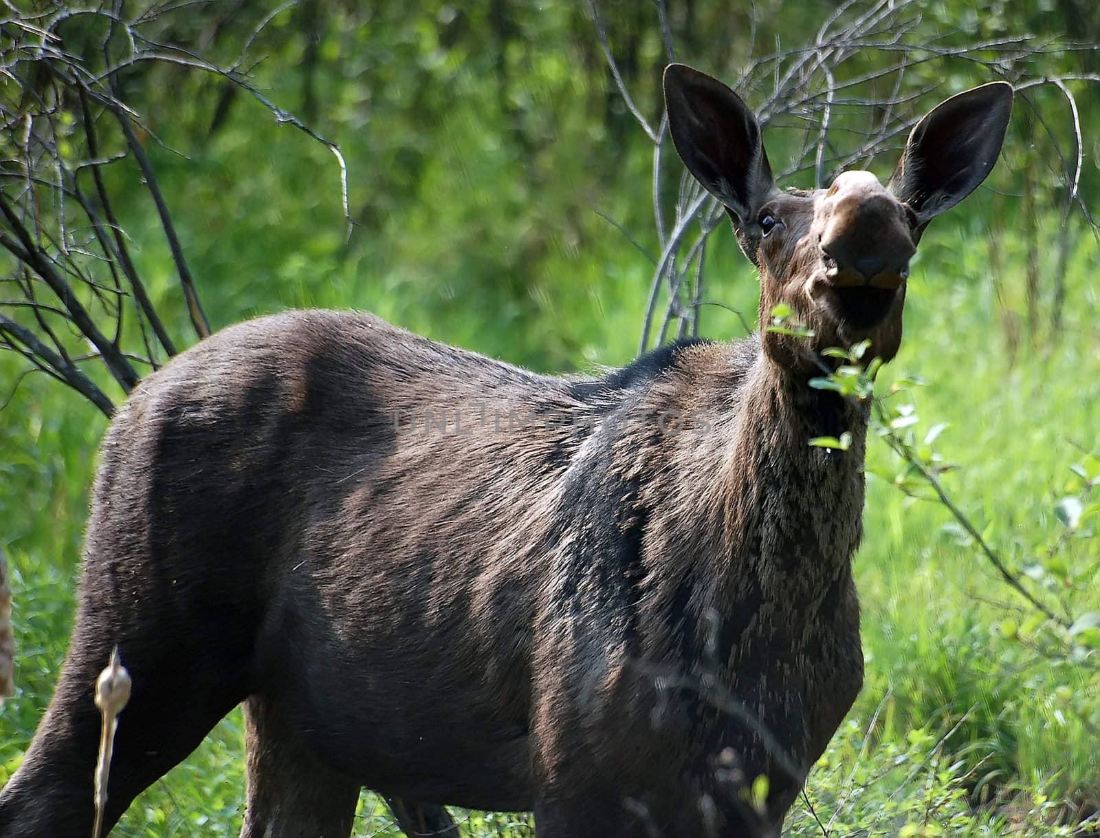 Portrait of a young moose eating