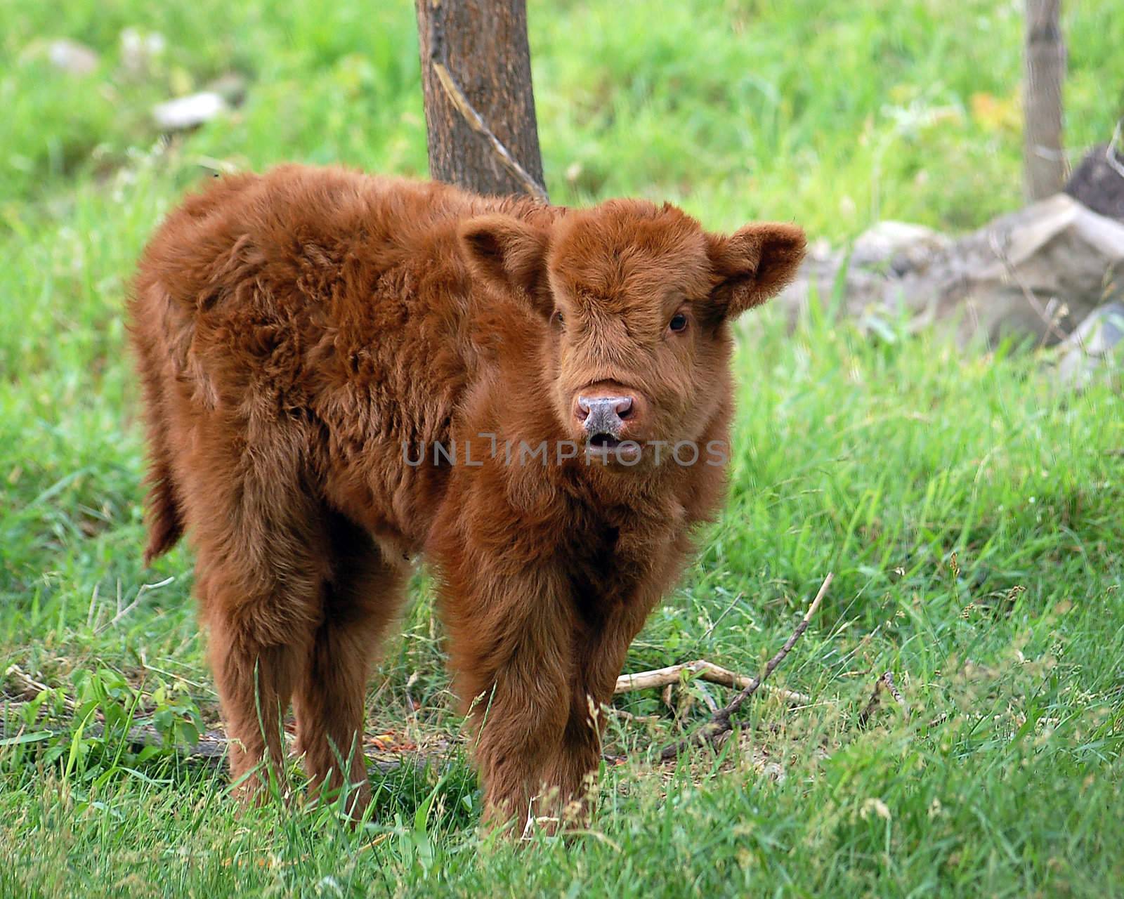 A portrait of a young brown beef