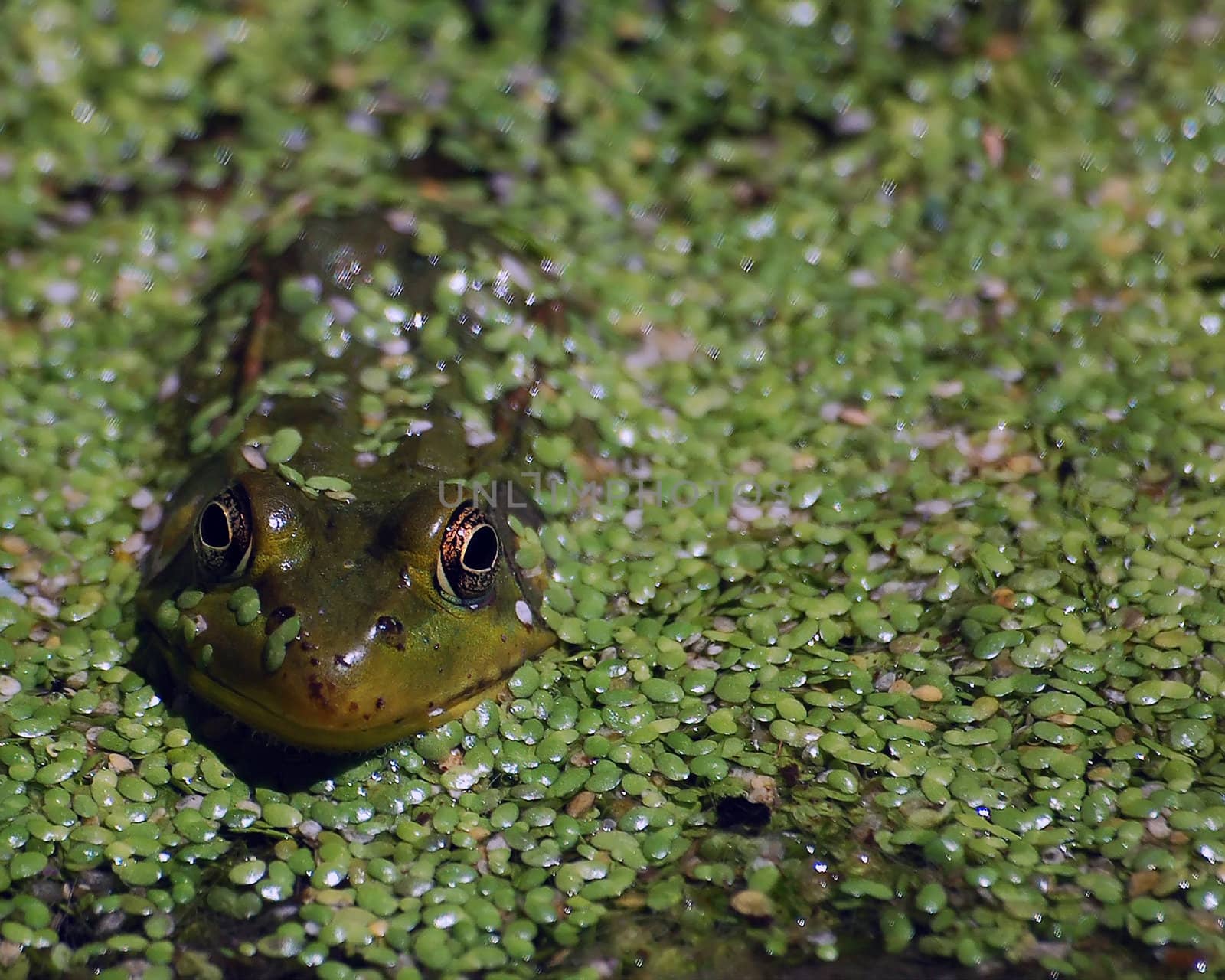 Picture of a green frog in a pond filled with green vegetation