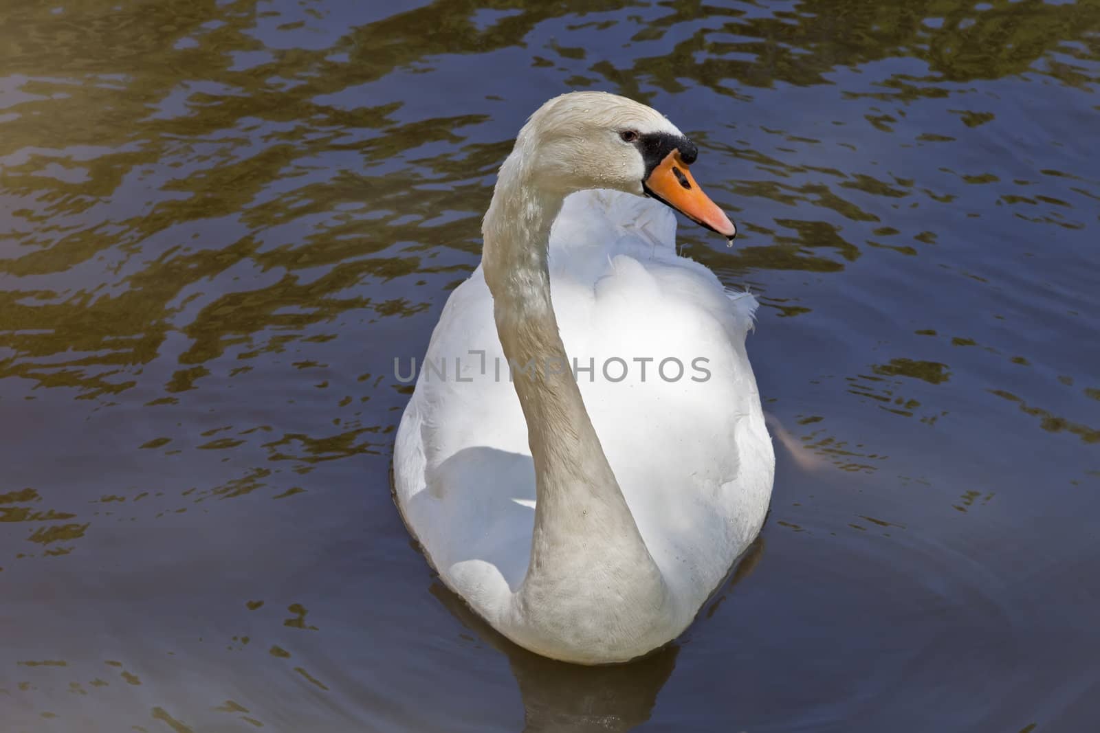 White Swan by Ragnar