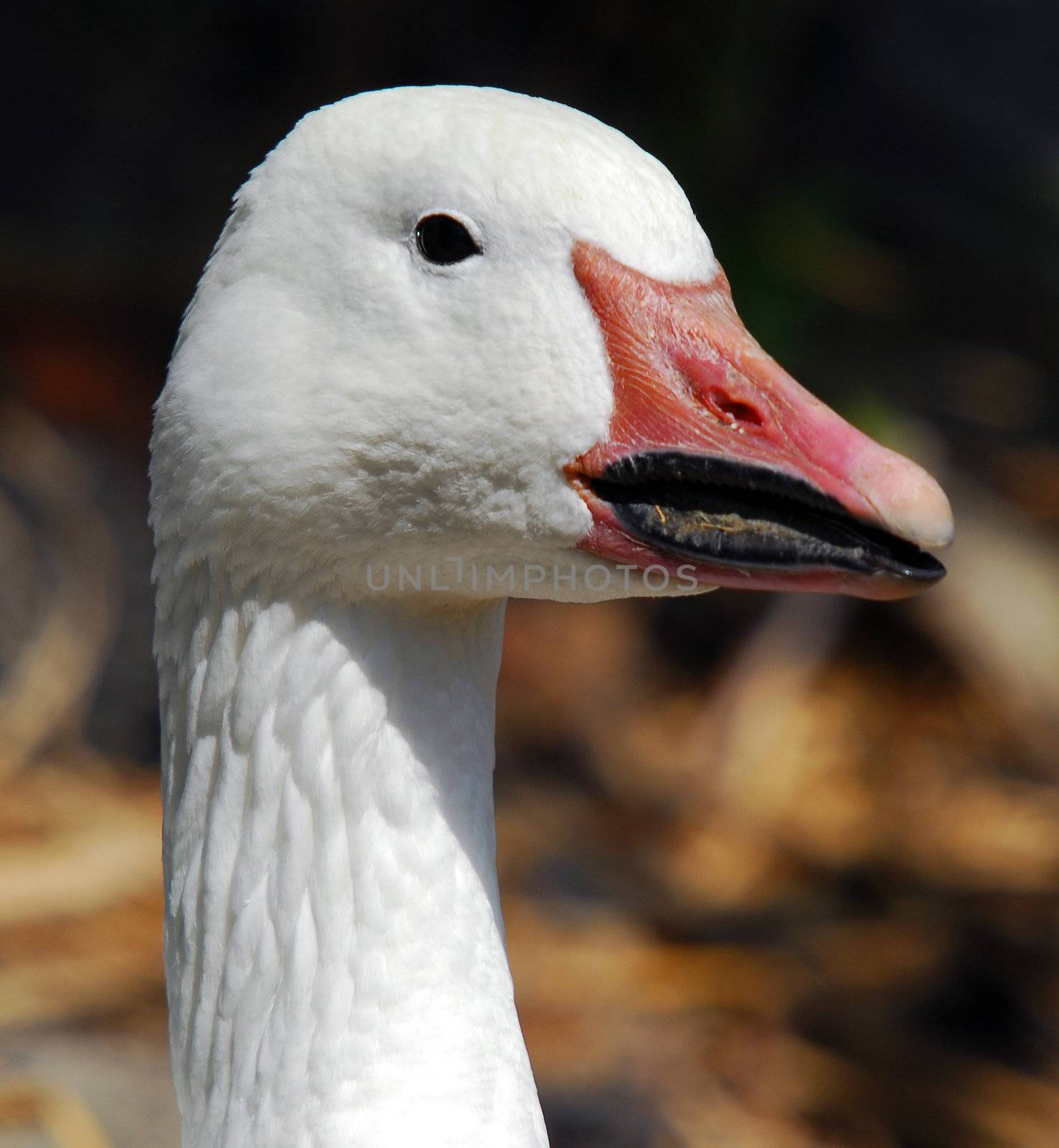 Portrait of a white goose with afunny beak