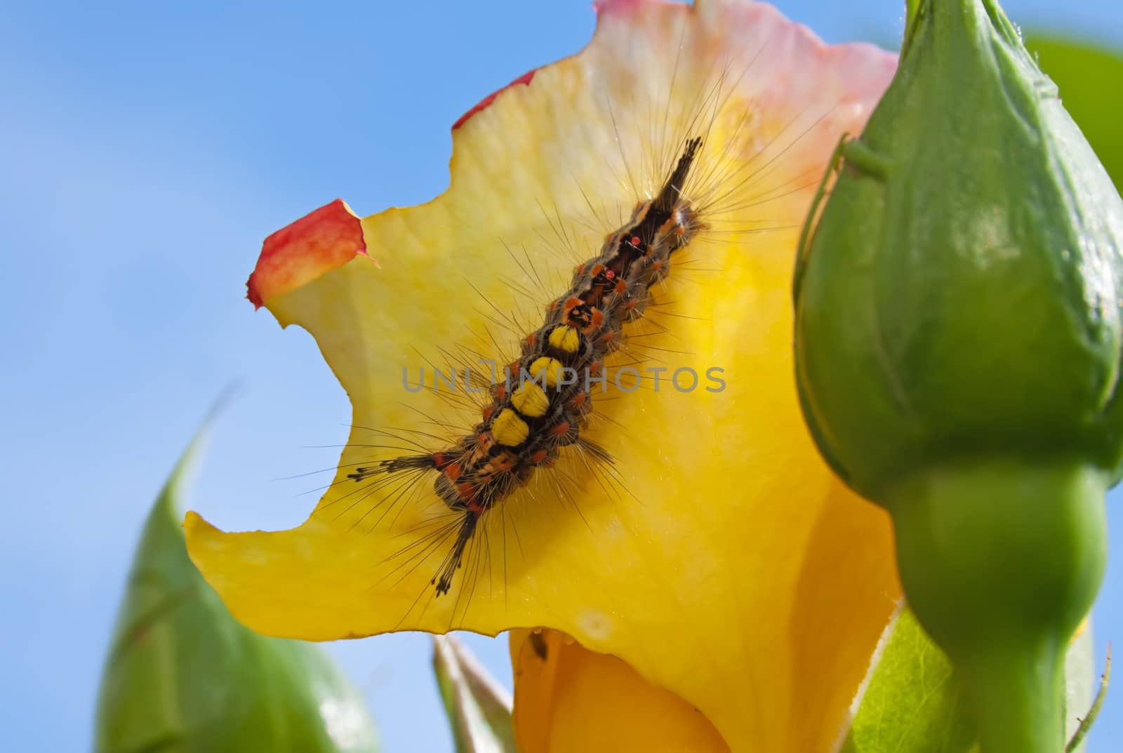 Caterpillar by Ragnar