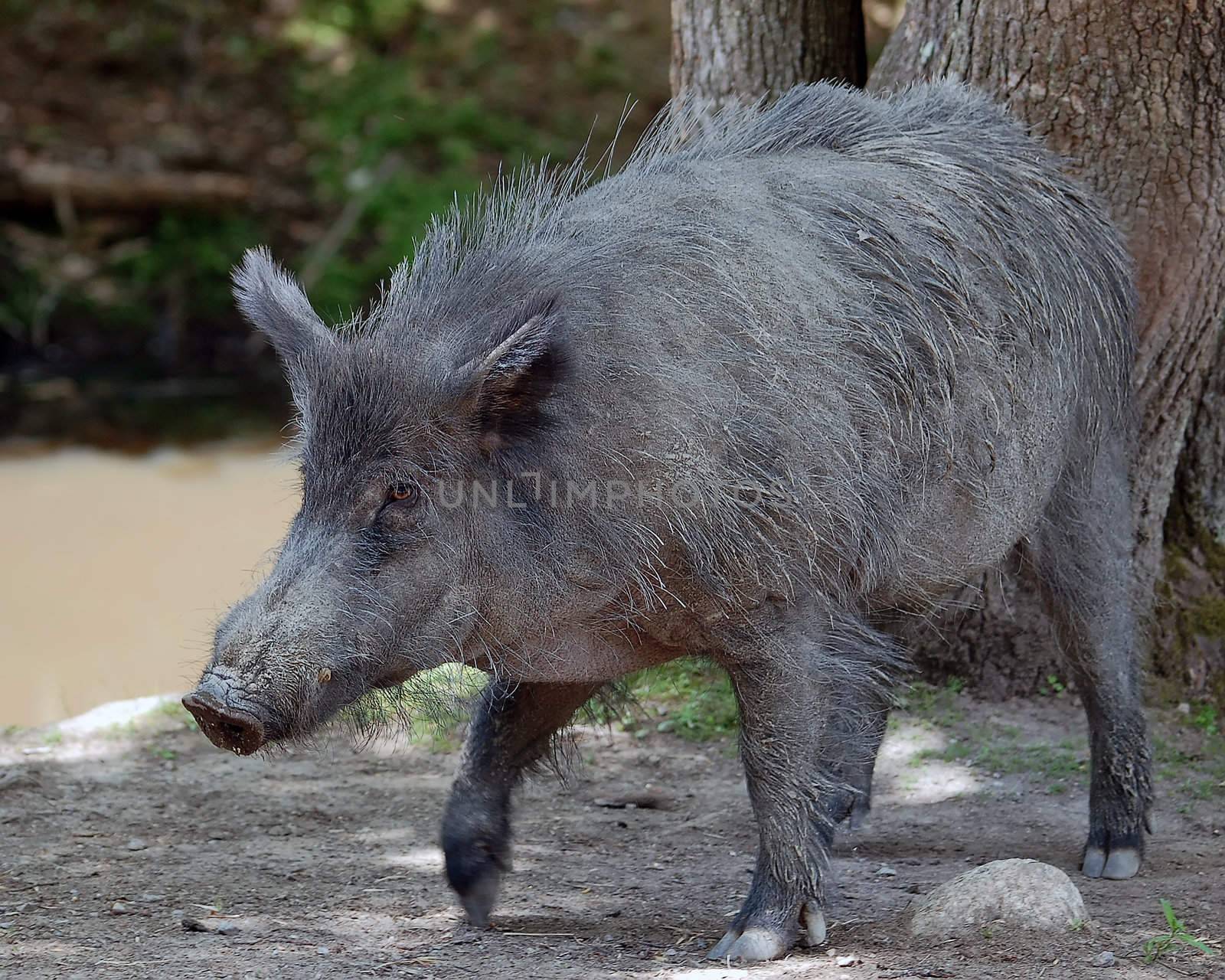 Wild Boar by nialat