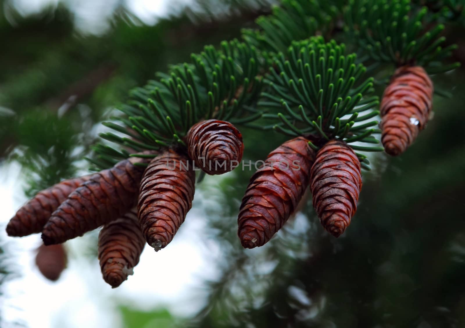 A close-up picture of some cones on their branches