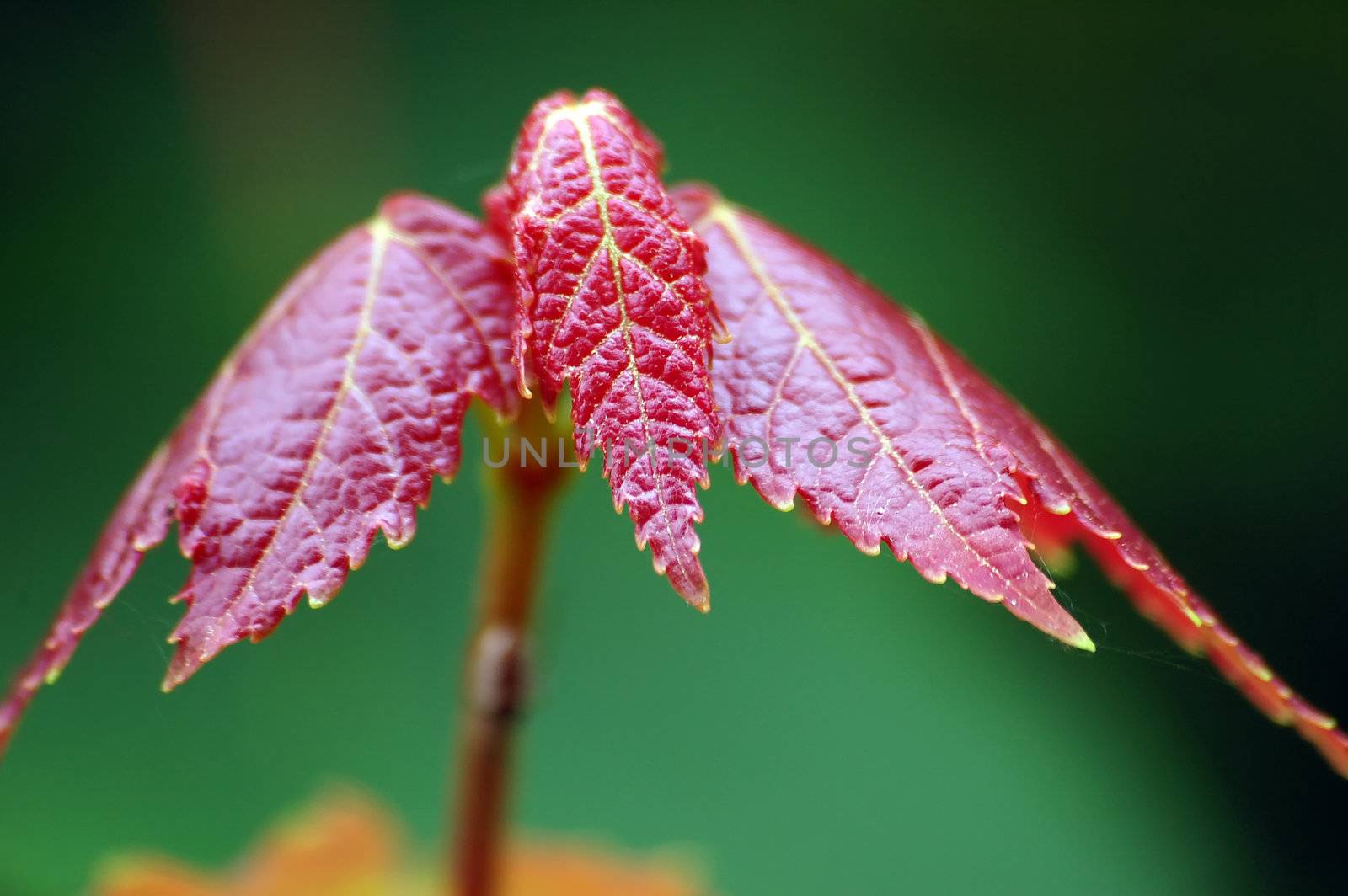 Close-up of a young and red maple leaf