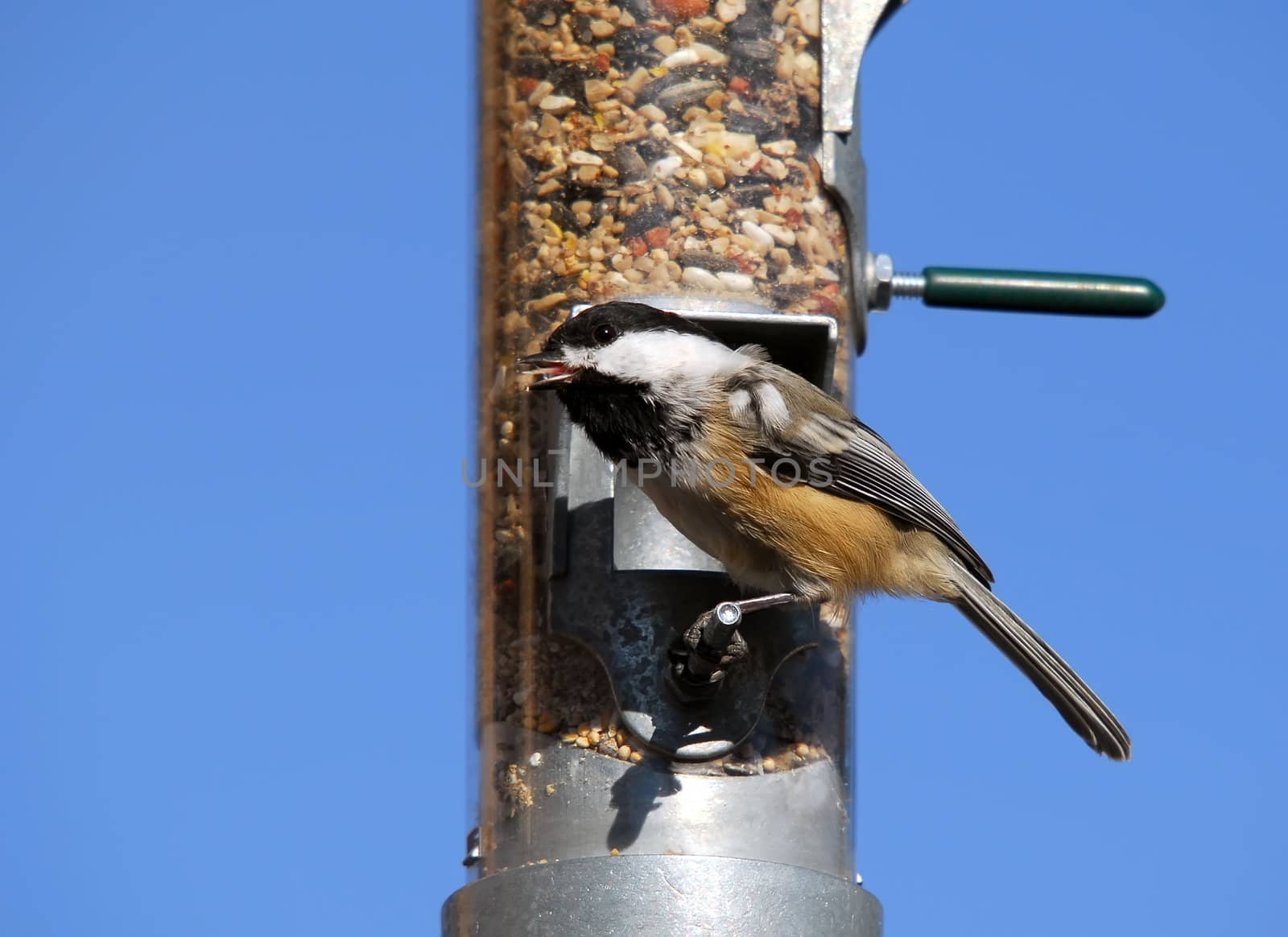 Black-capped Chickadee by nialat