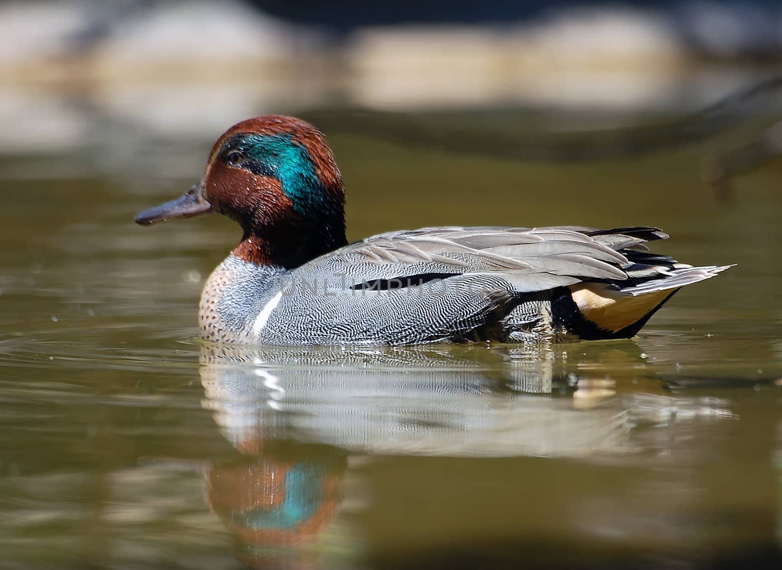 Picture of a swimming duck taken at water level