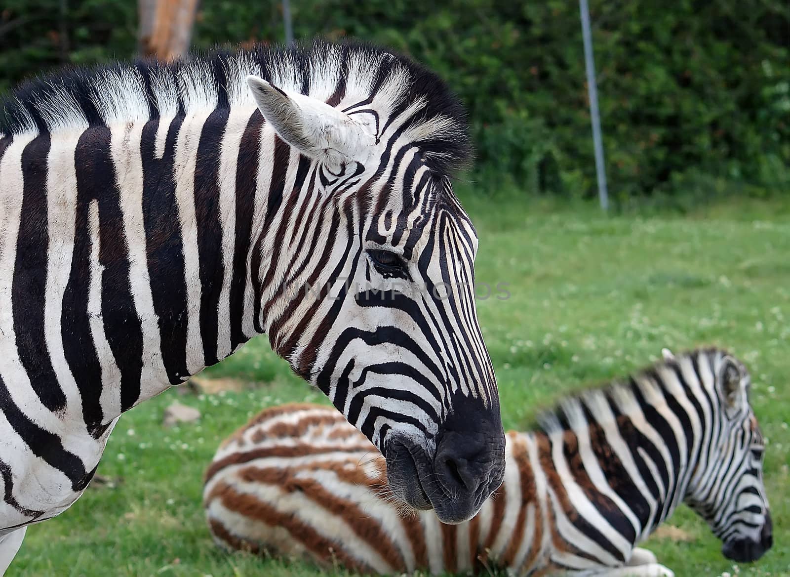 Close-up portrait of a zebra