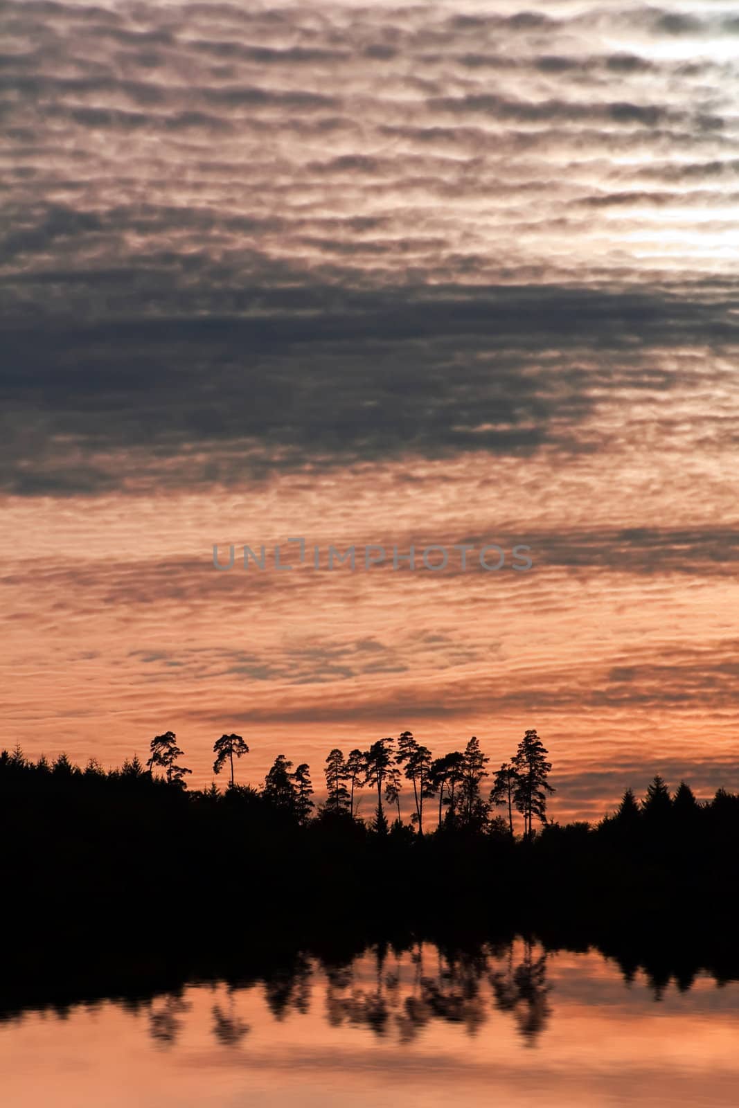 This image shows a forest with sea after sunset