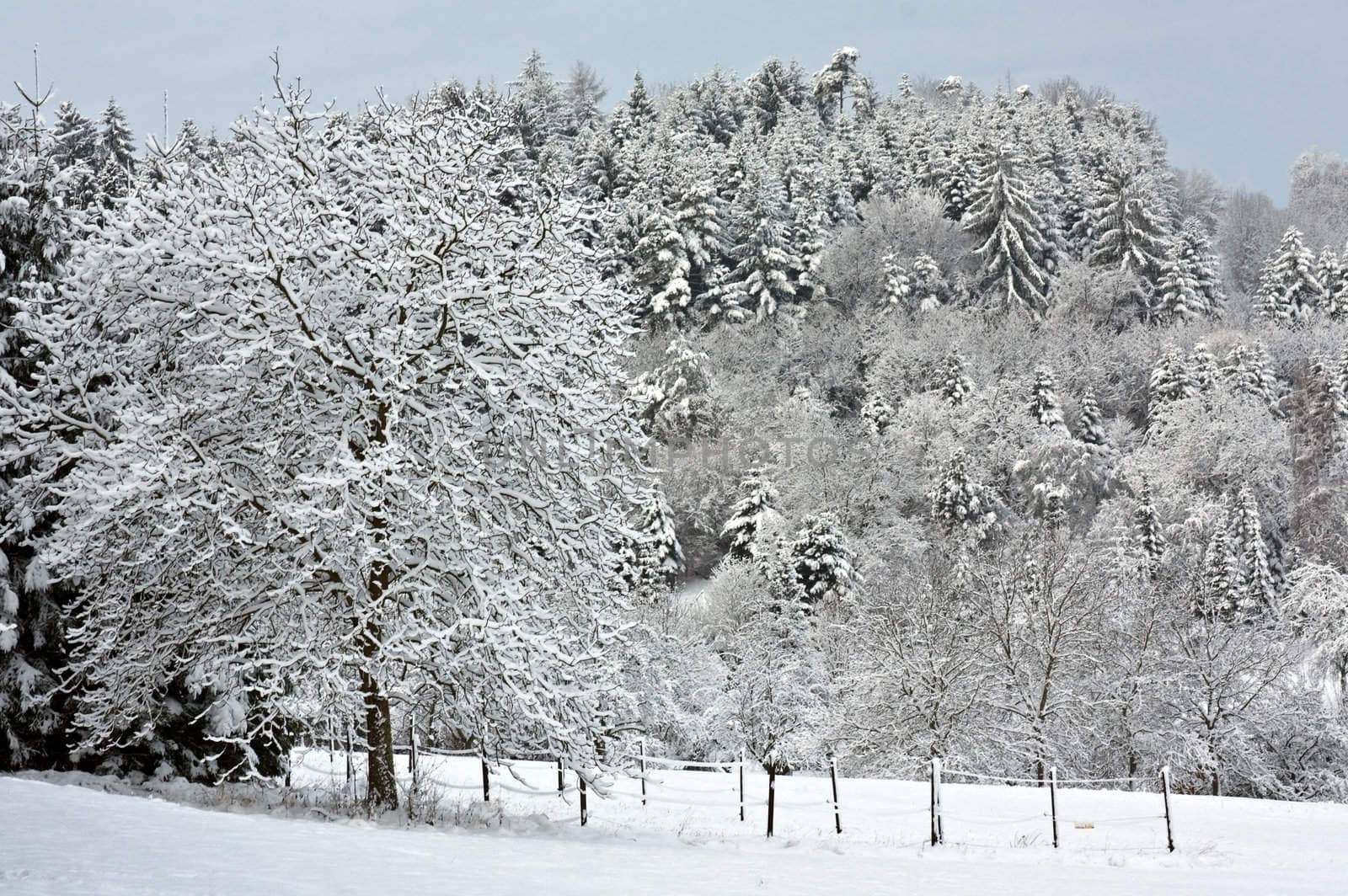 This image shows snocapped trees with fence