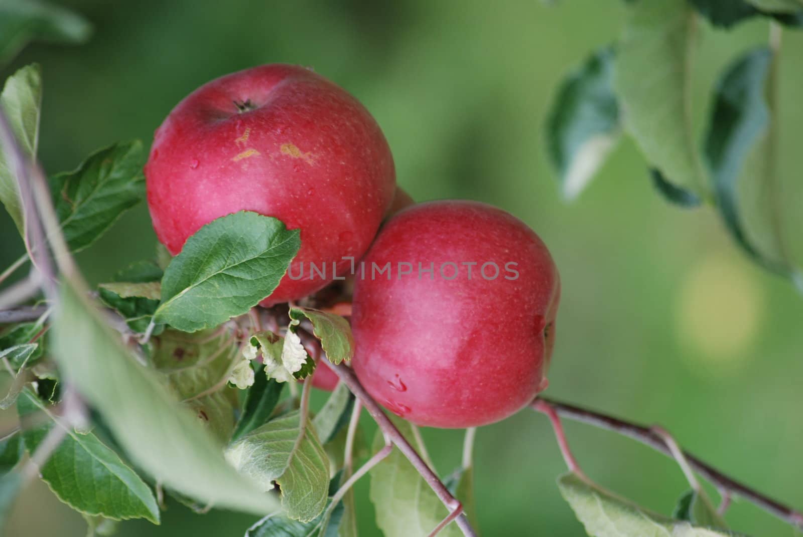 apples