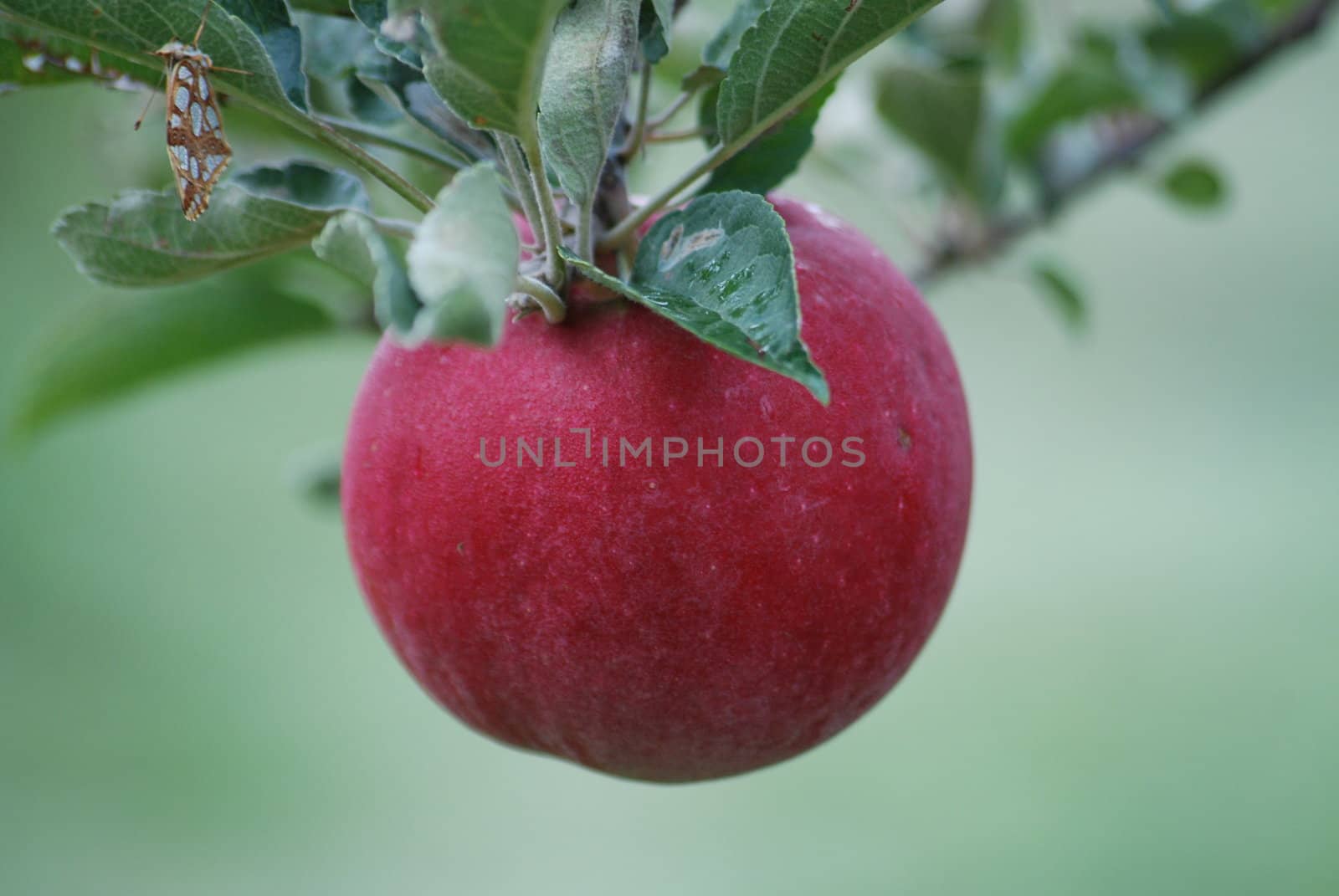 one red apple