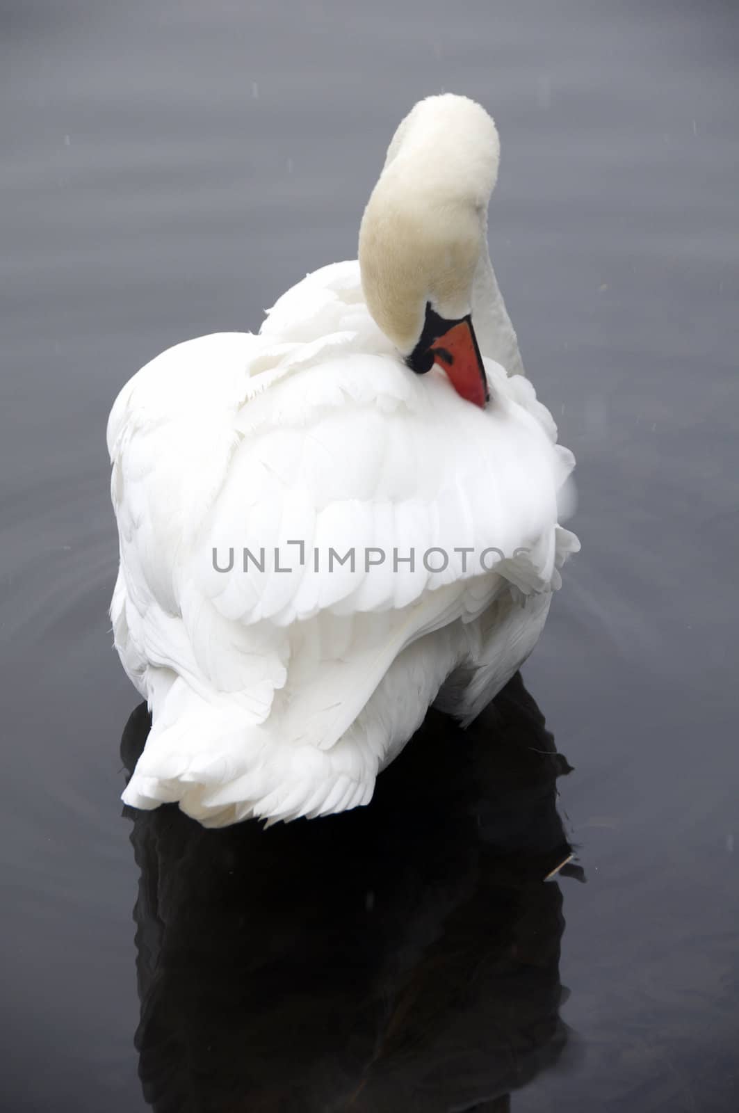 A swan on a lake in winter