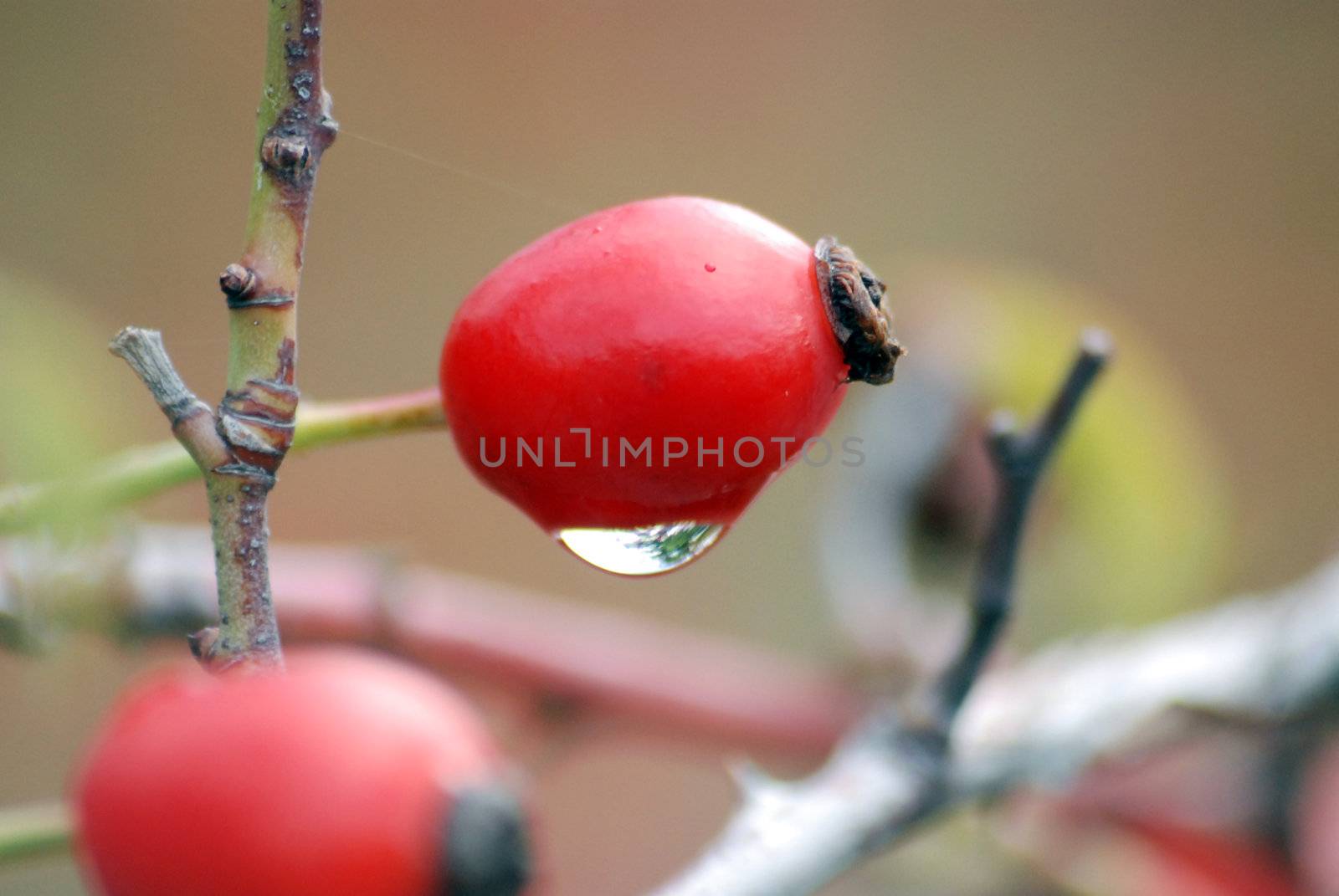 red berries