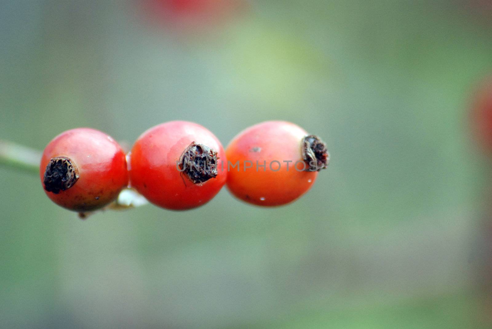 three red berries