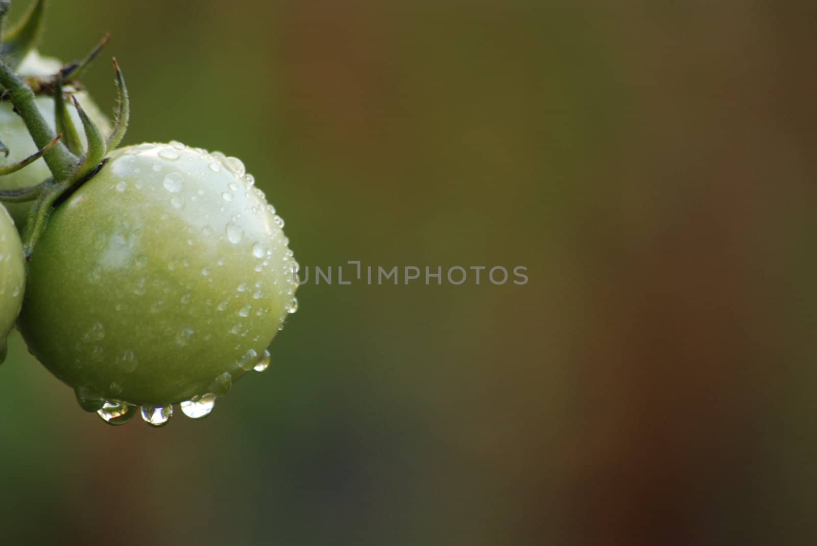green tomato