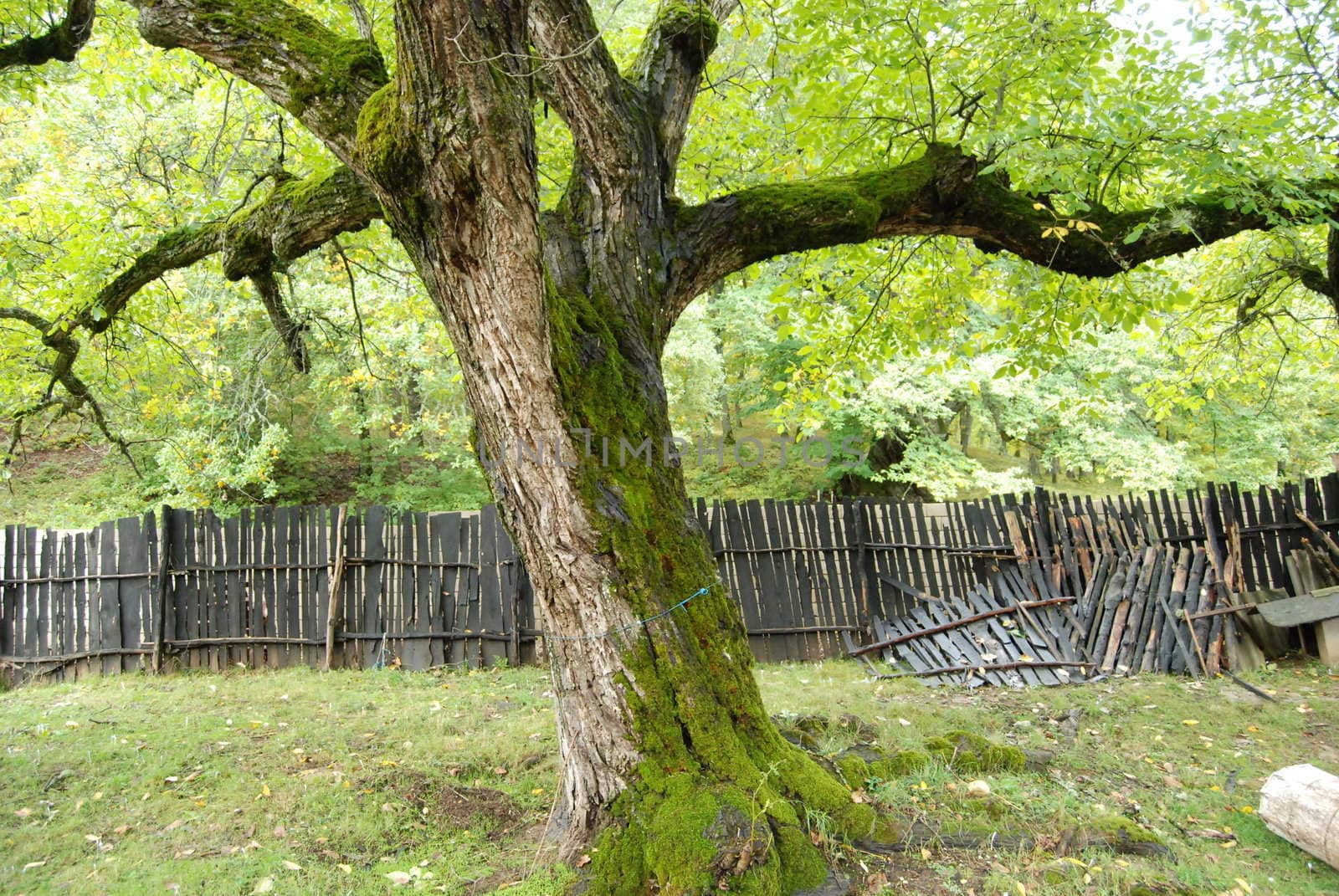 tree with moss