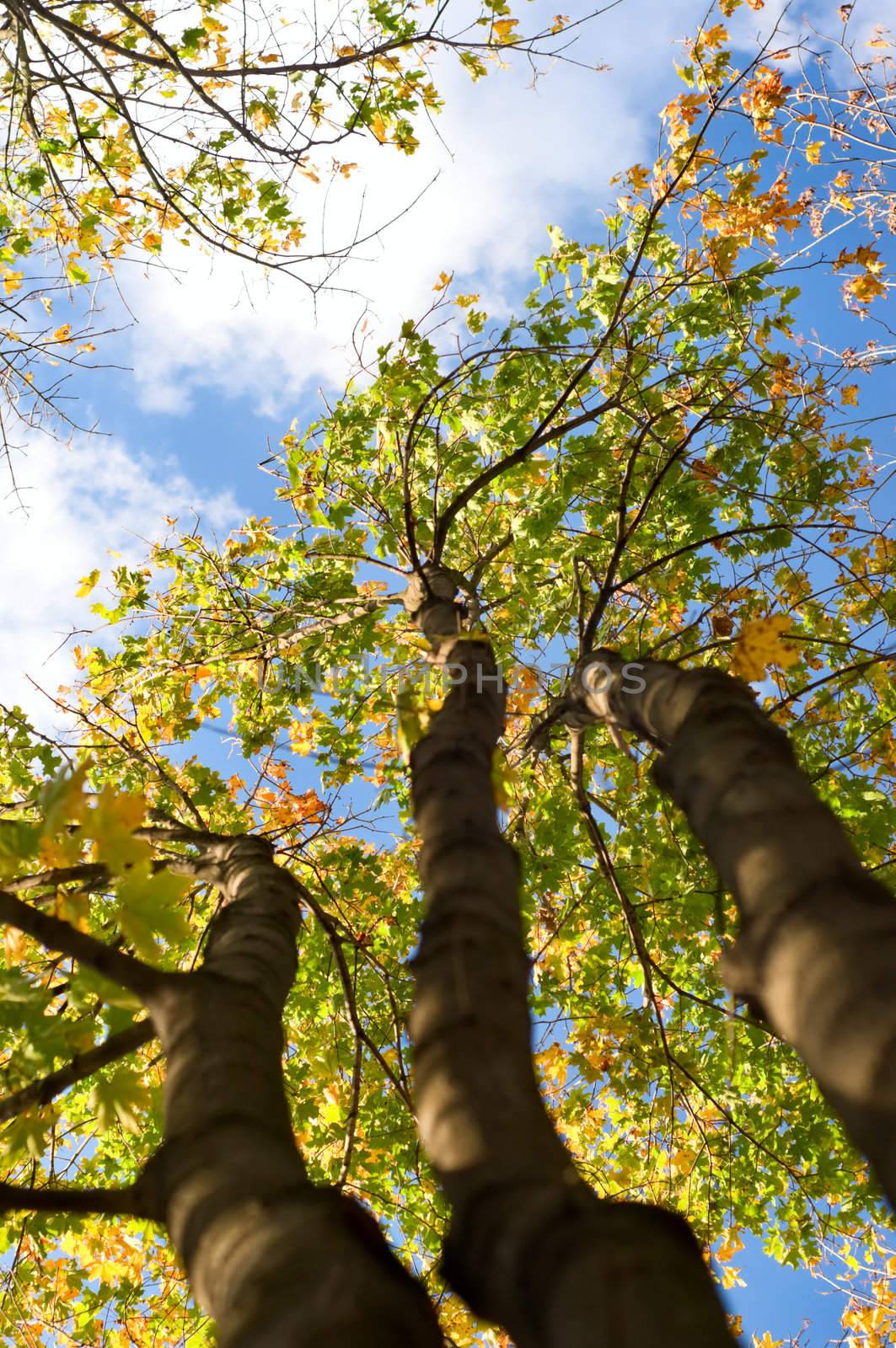 three autumn trees by starush