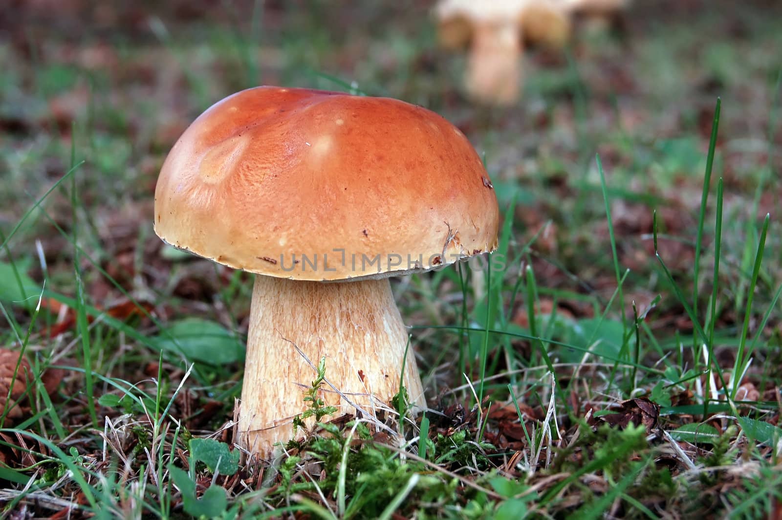 Close-up picture of a wild mushroom on a lawn