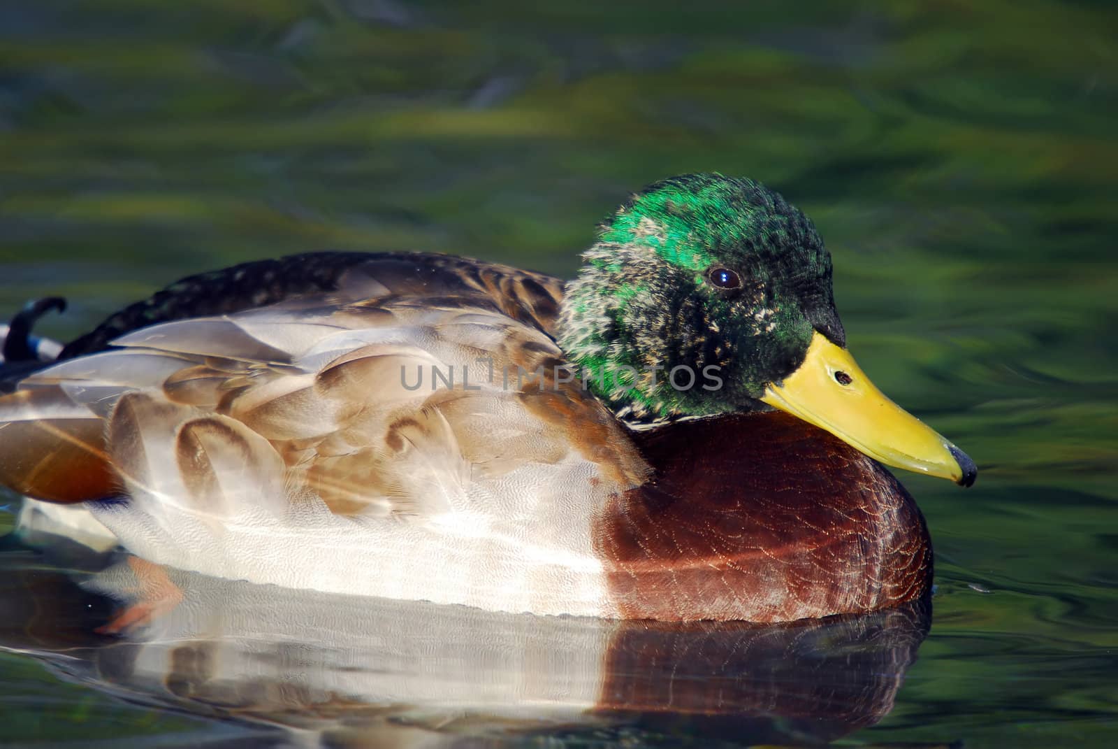 Close-up picture of a young male Mallard duck that is changing his feathers