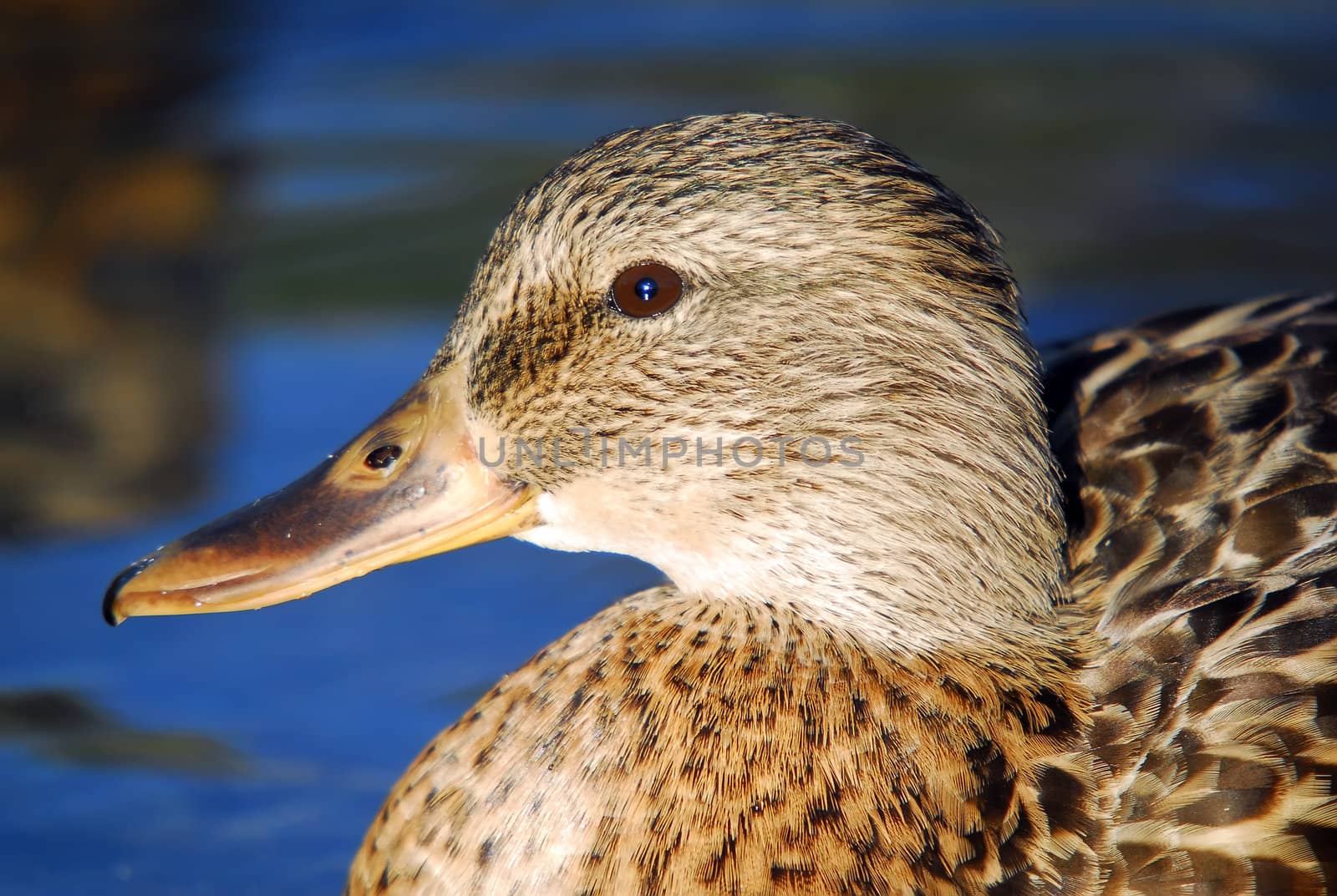 Female Mallard Duck by nialat