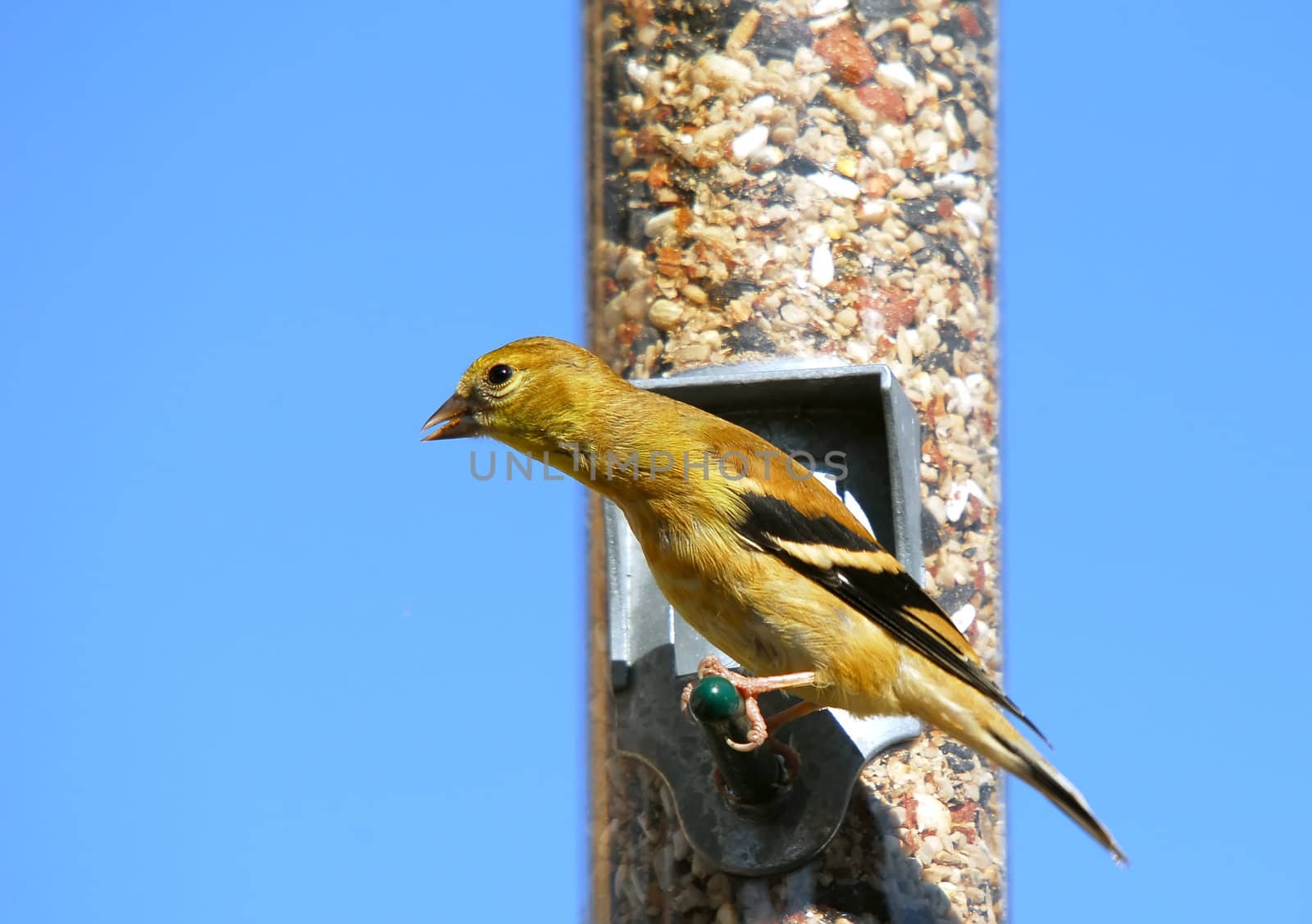 American Goldfinch by nialat
