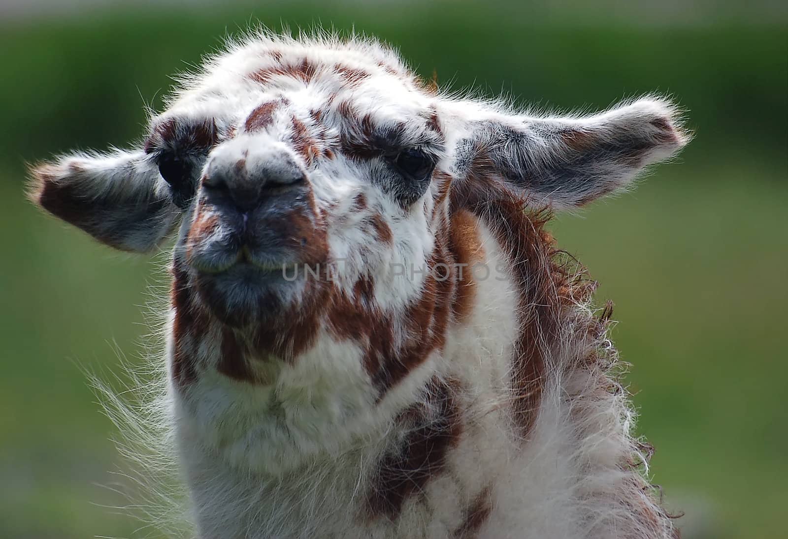 Close-up portrait of a brown and white Llama