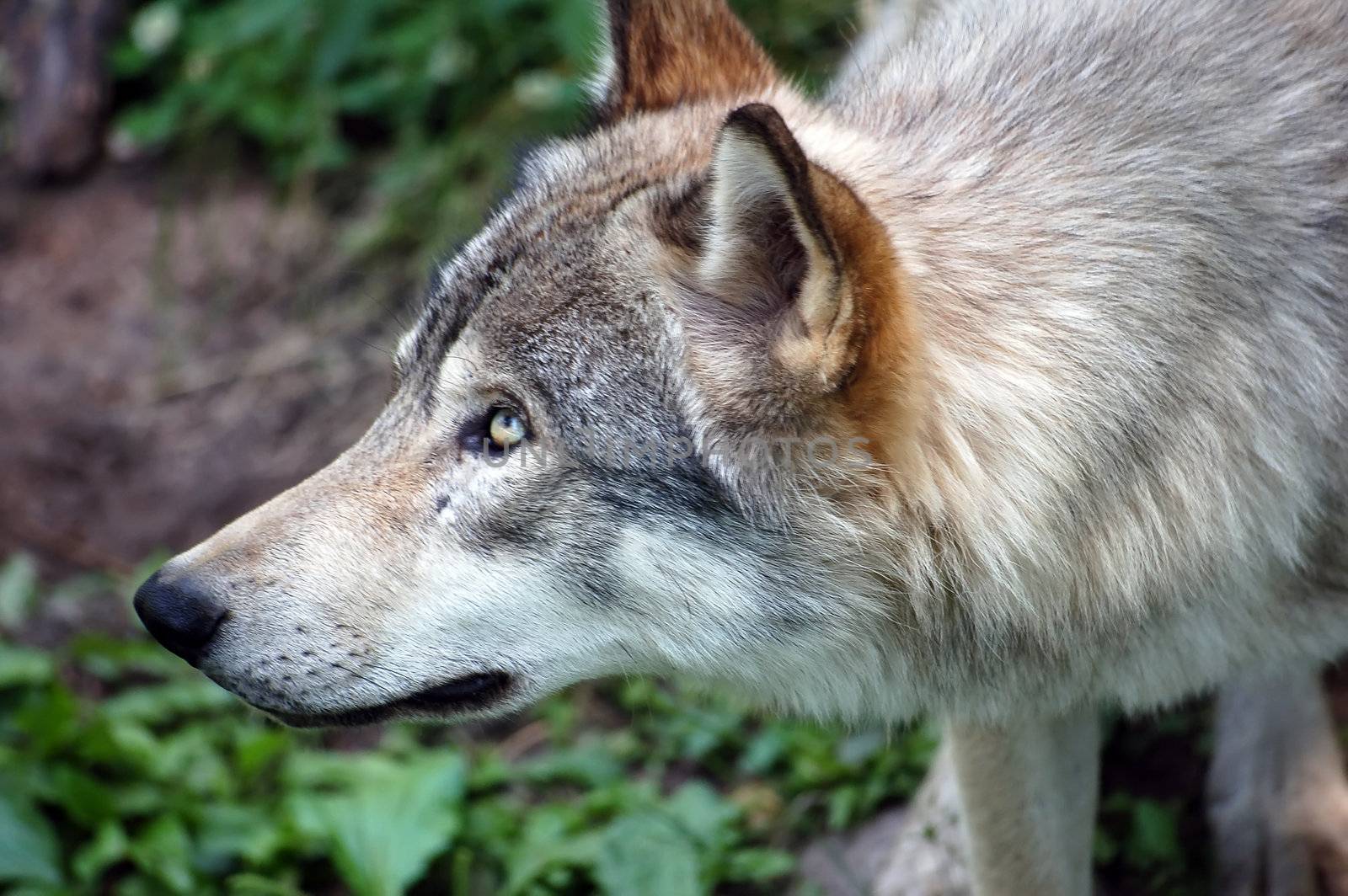 A close-up picture of a wild wolf posing sideways