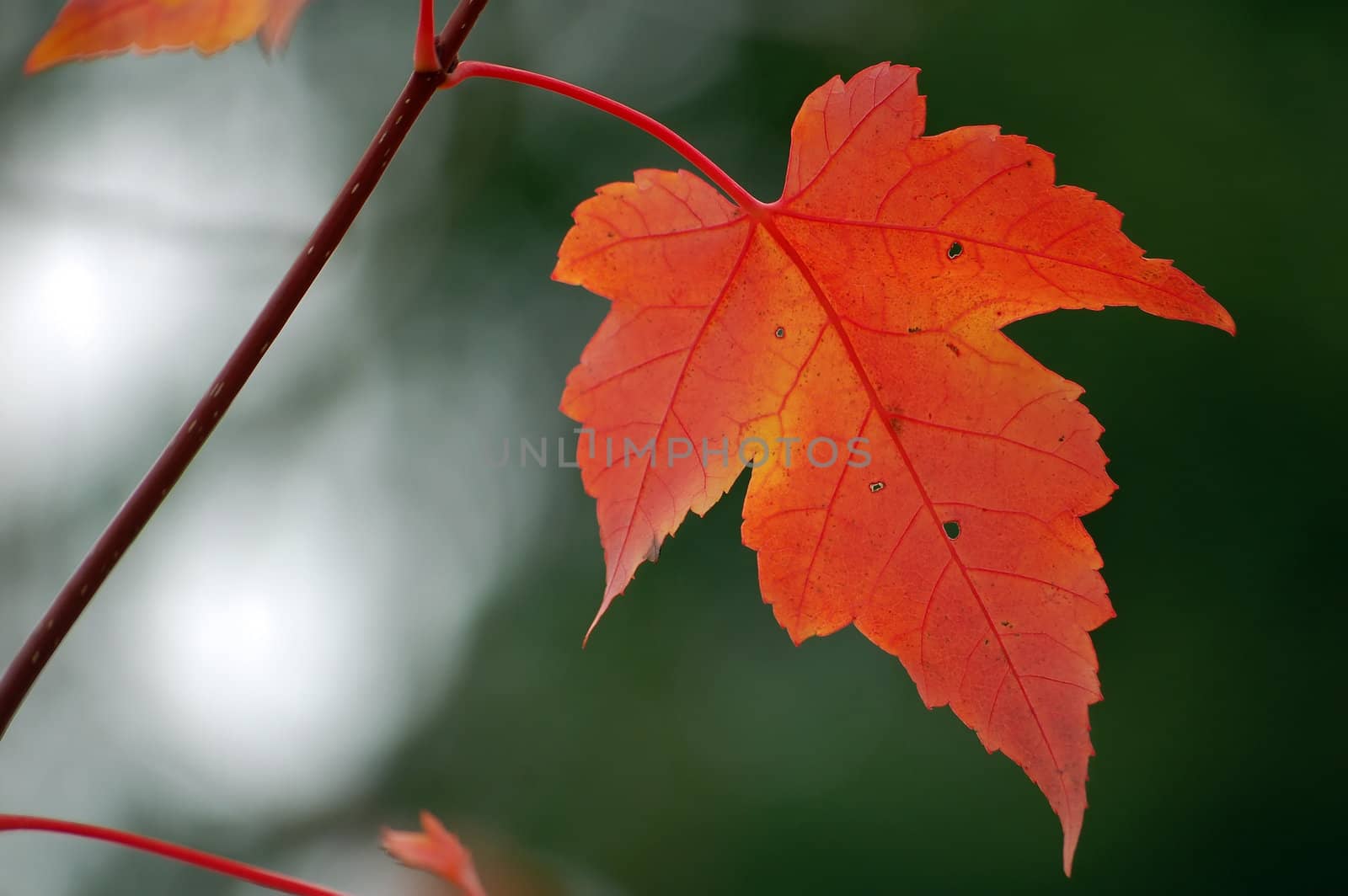 Close-up picture of a red maple leaf with a green background