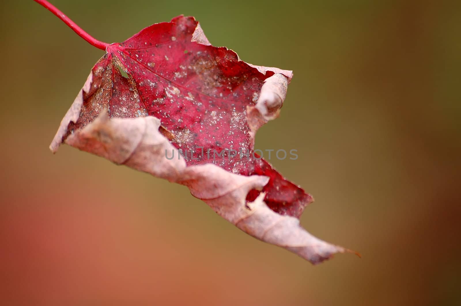 Close-up picture of a red maple leaf with a orange background