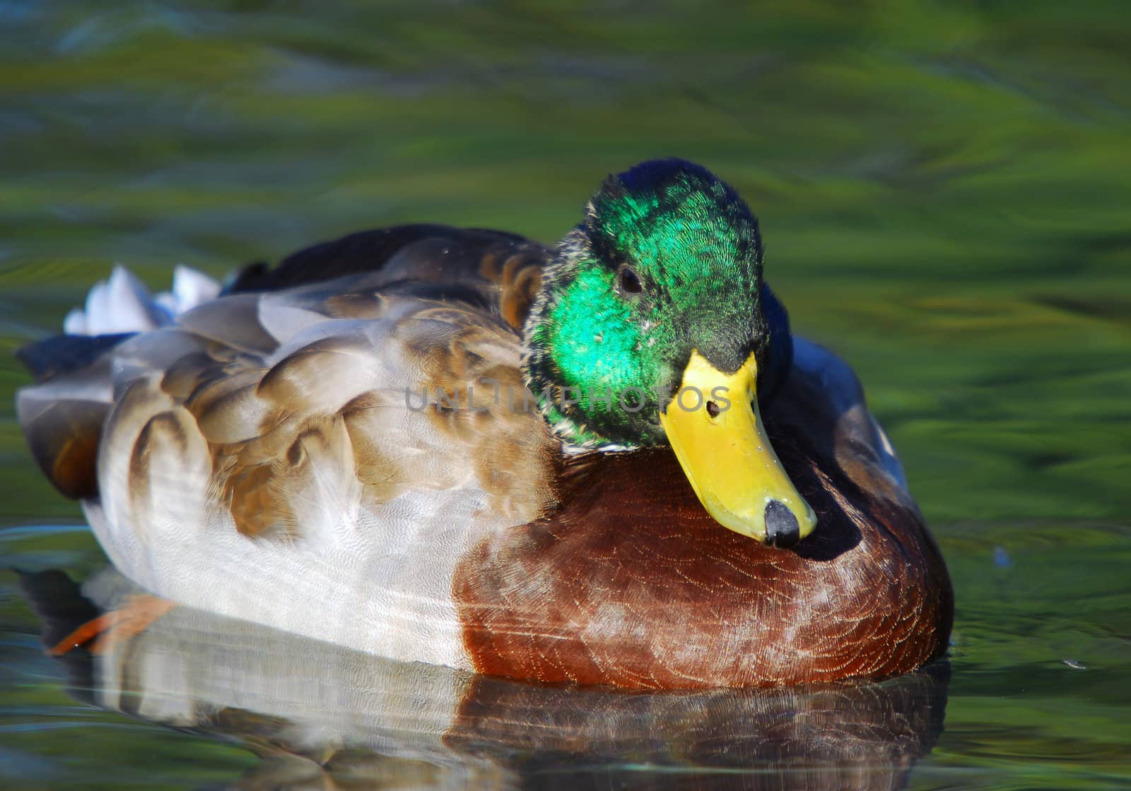 Close-up picture of a young male Mallard duck