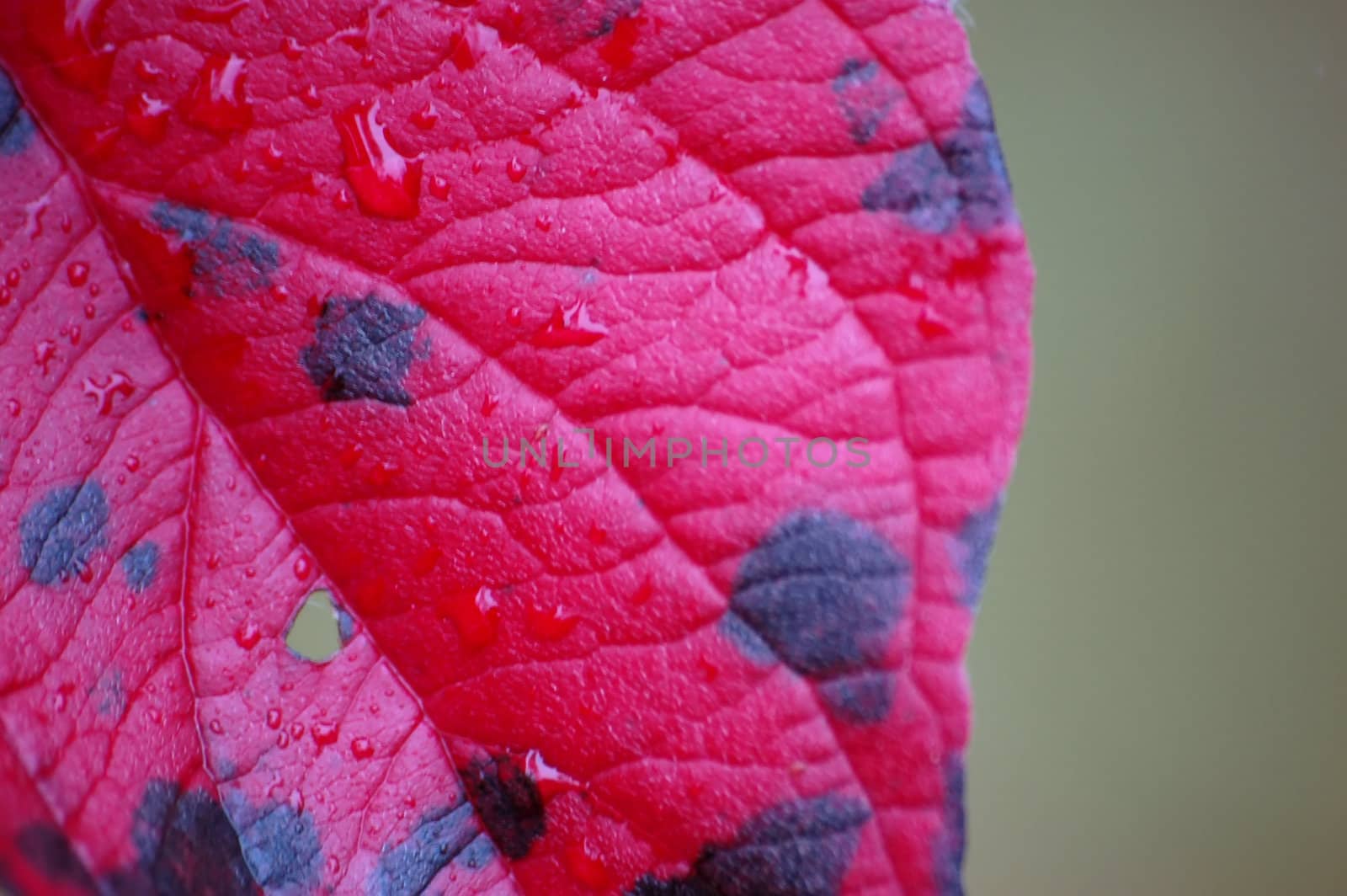 Close-up picture of a red maple leaf with a greenish background