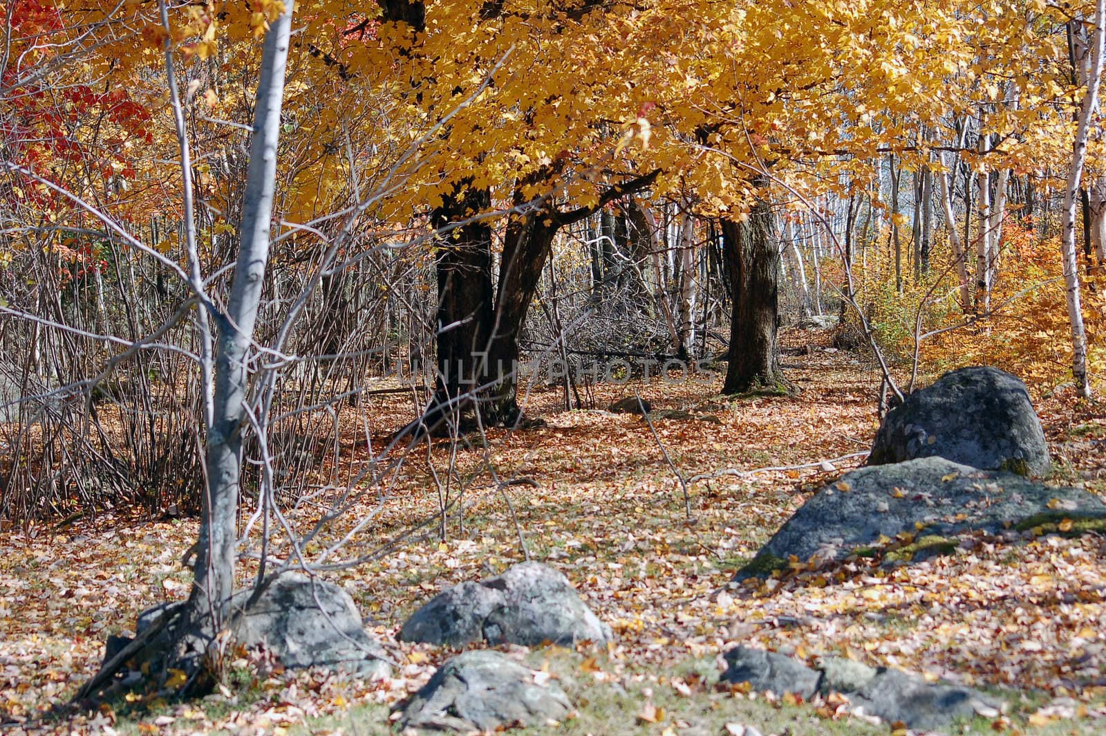 A beautiful rest area surronded by the autumn's colors