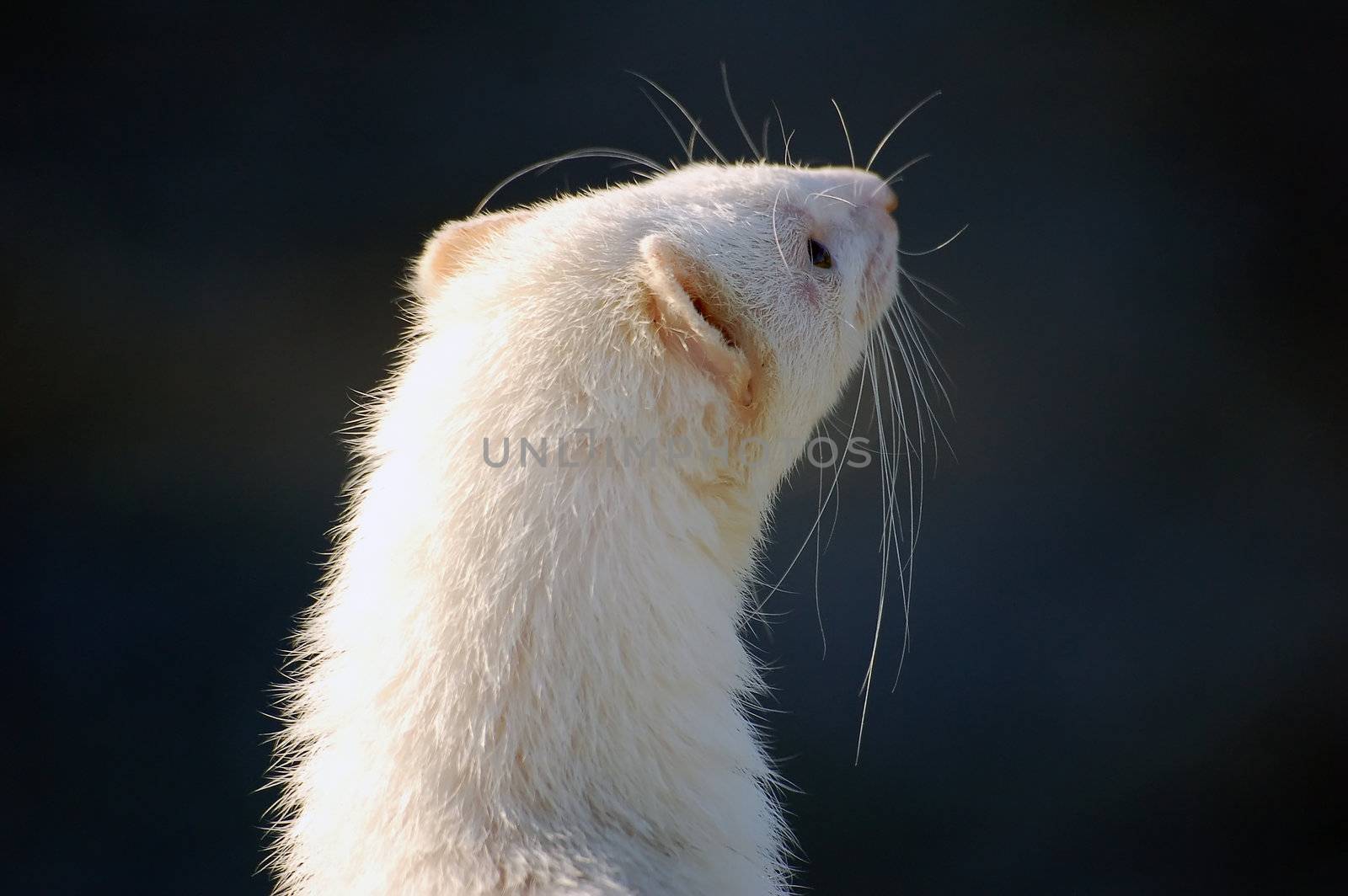 Close-up picture of a white ferret in the sun