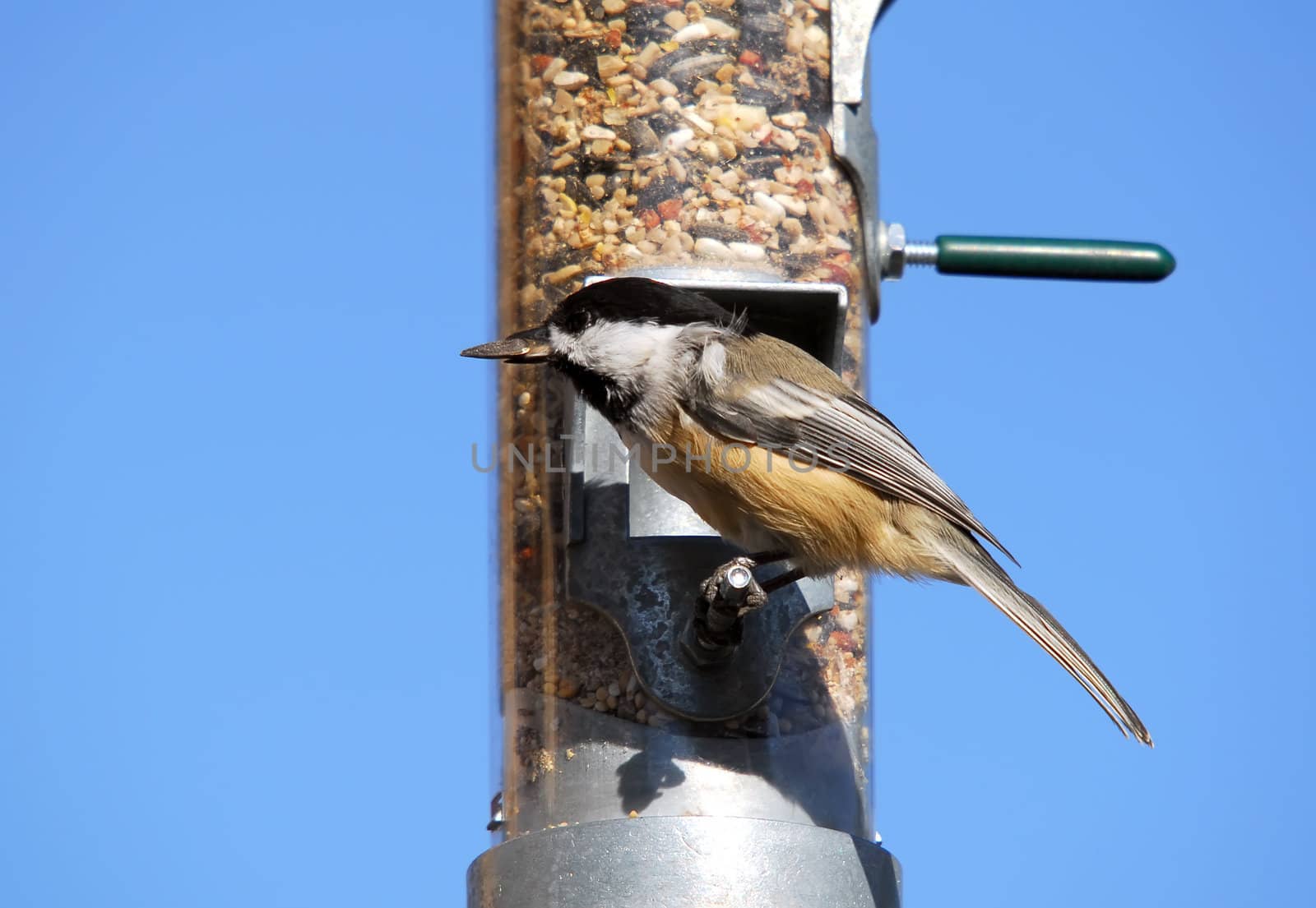 A picture of an Black-capped Chickadee eating on a feeder