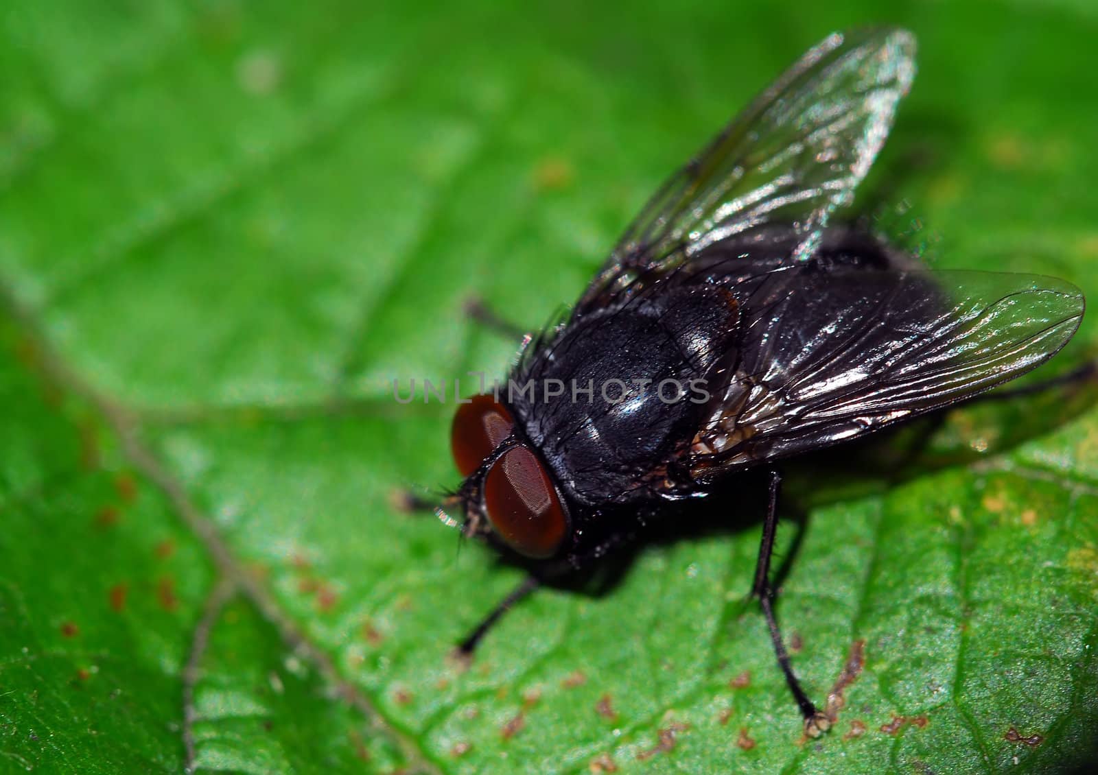 Close-up of a black fly on a green leaf